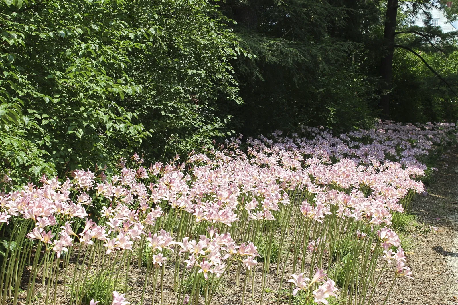 Parque Robert Allerton