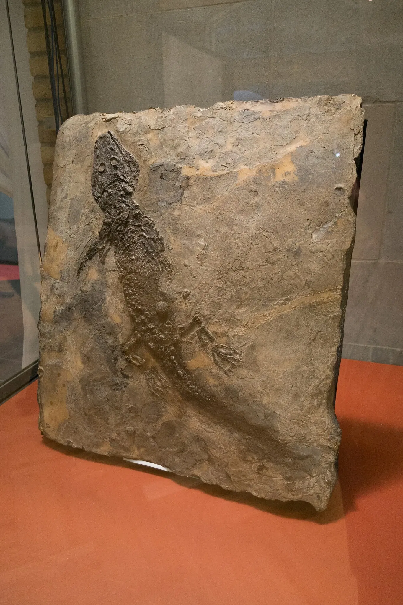 Musée royal de l'Ontario