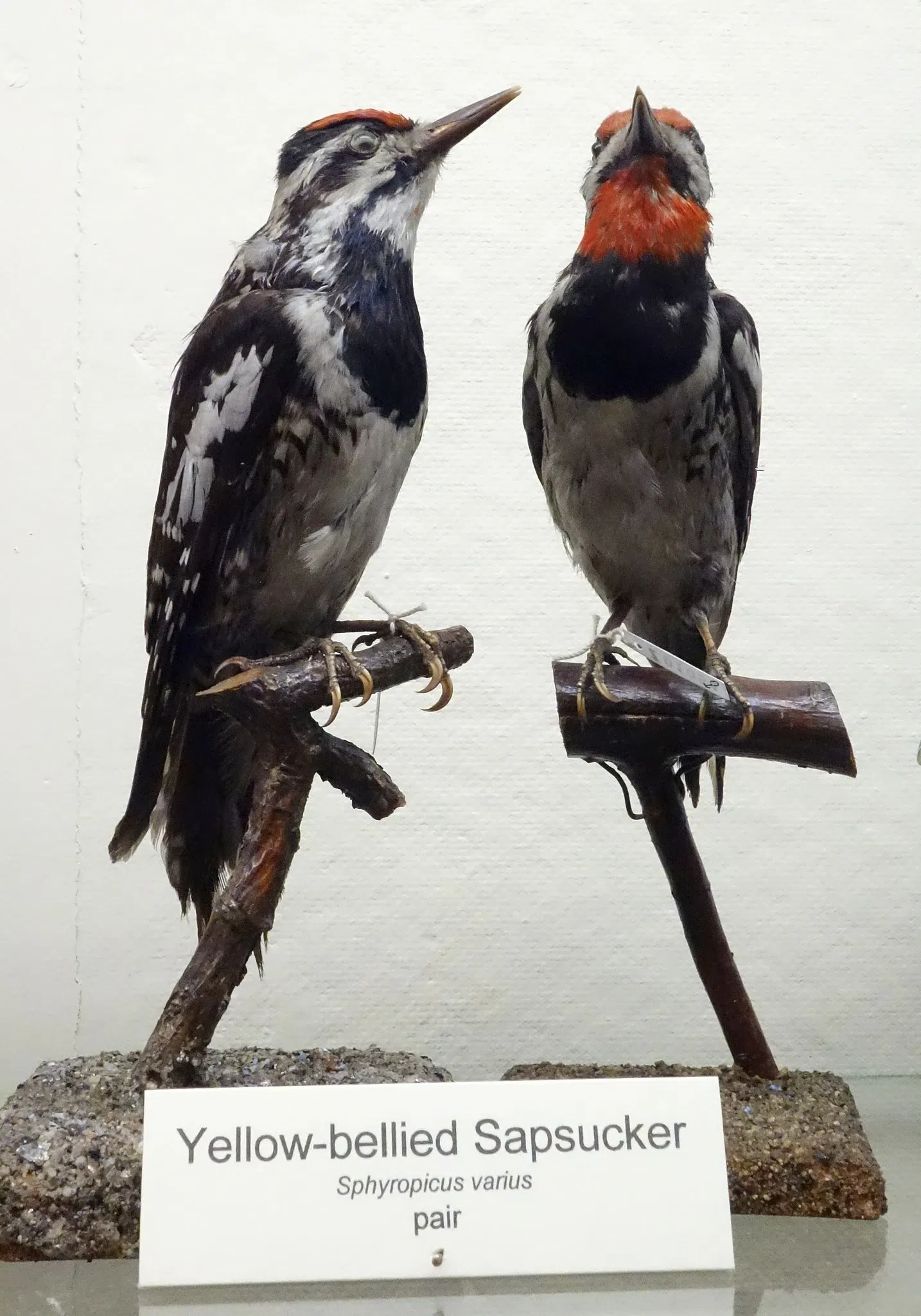 Fairbanks Museum and Planetarium