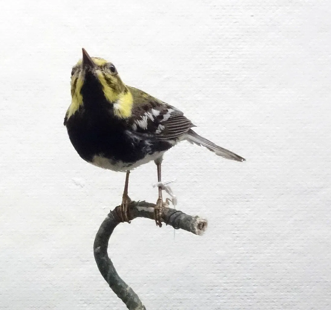 Fairbanks Museum and Planetarium