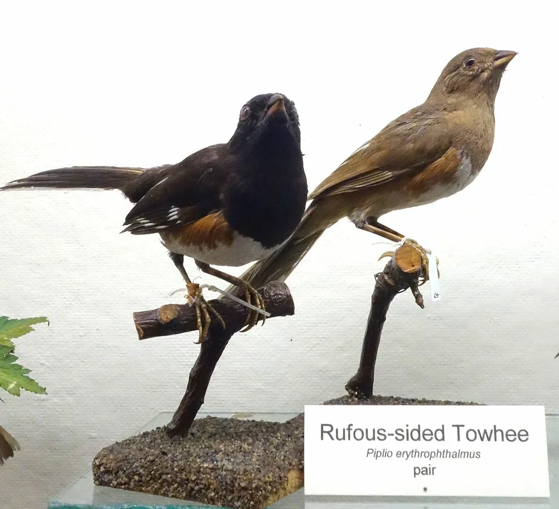 Fairbanks Museum and Planetarium