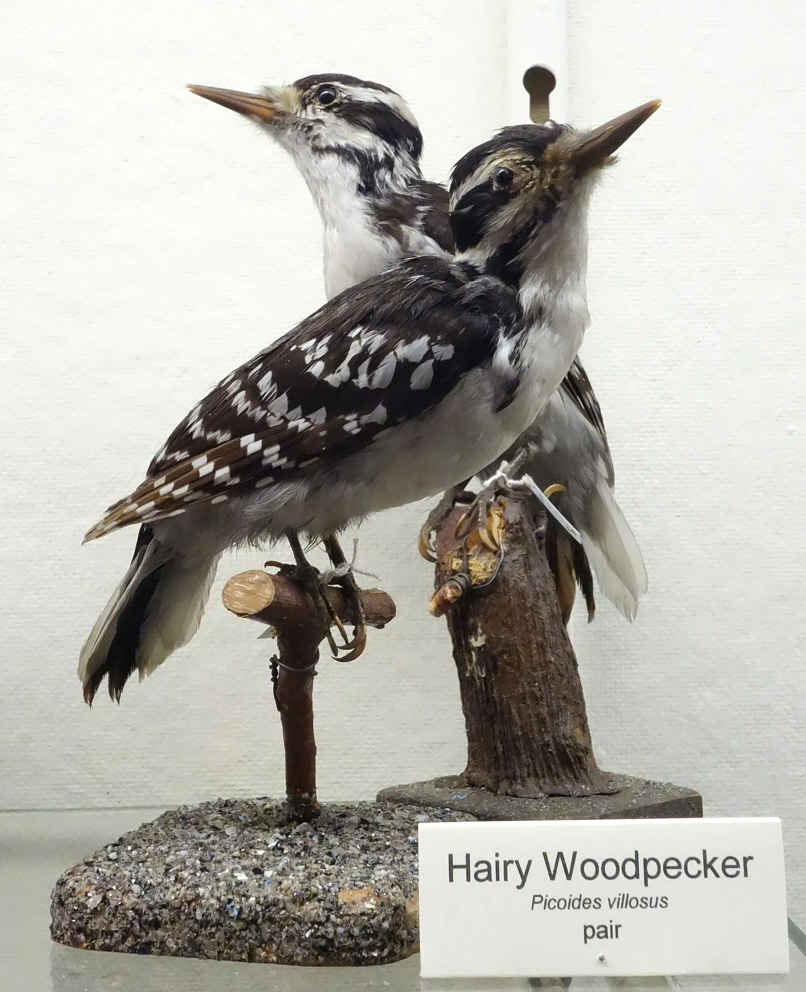 Fairbanks Museum and Planetarium