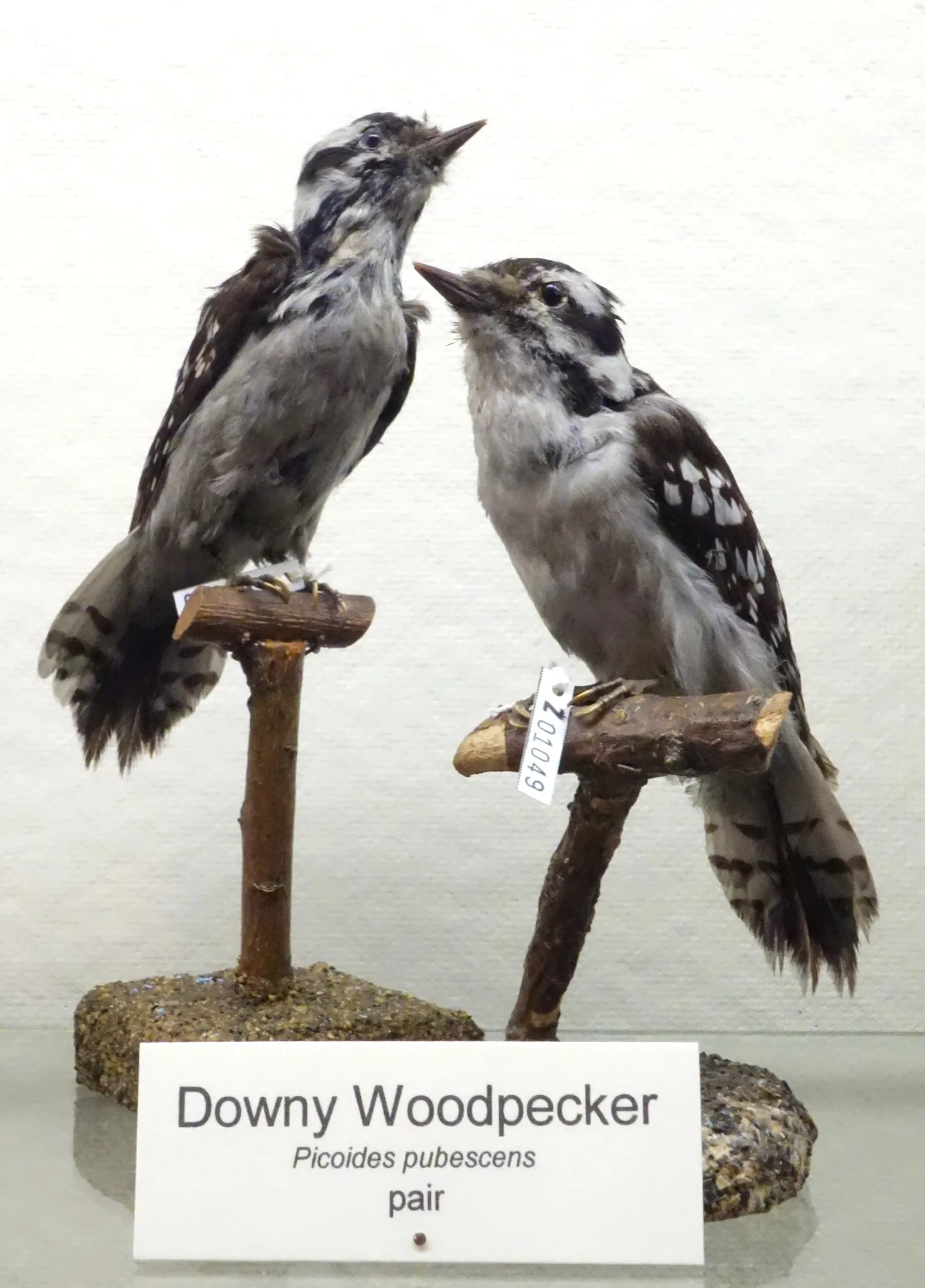 Fairbanks Museum and Planetarium