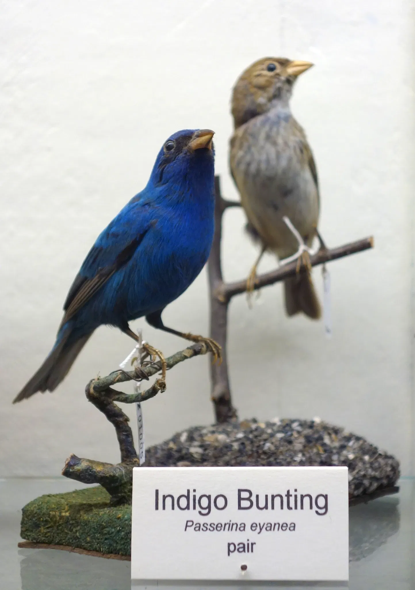 Fairbanks Museum and Planetarium