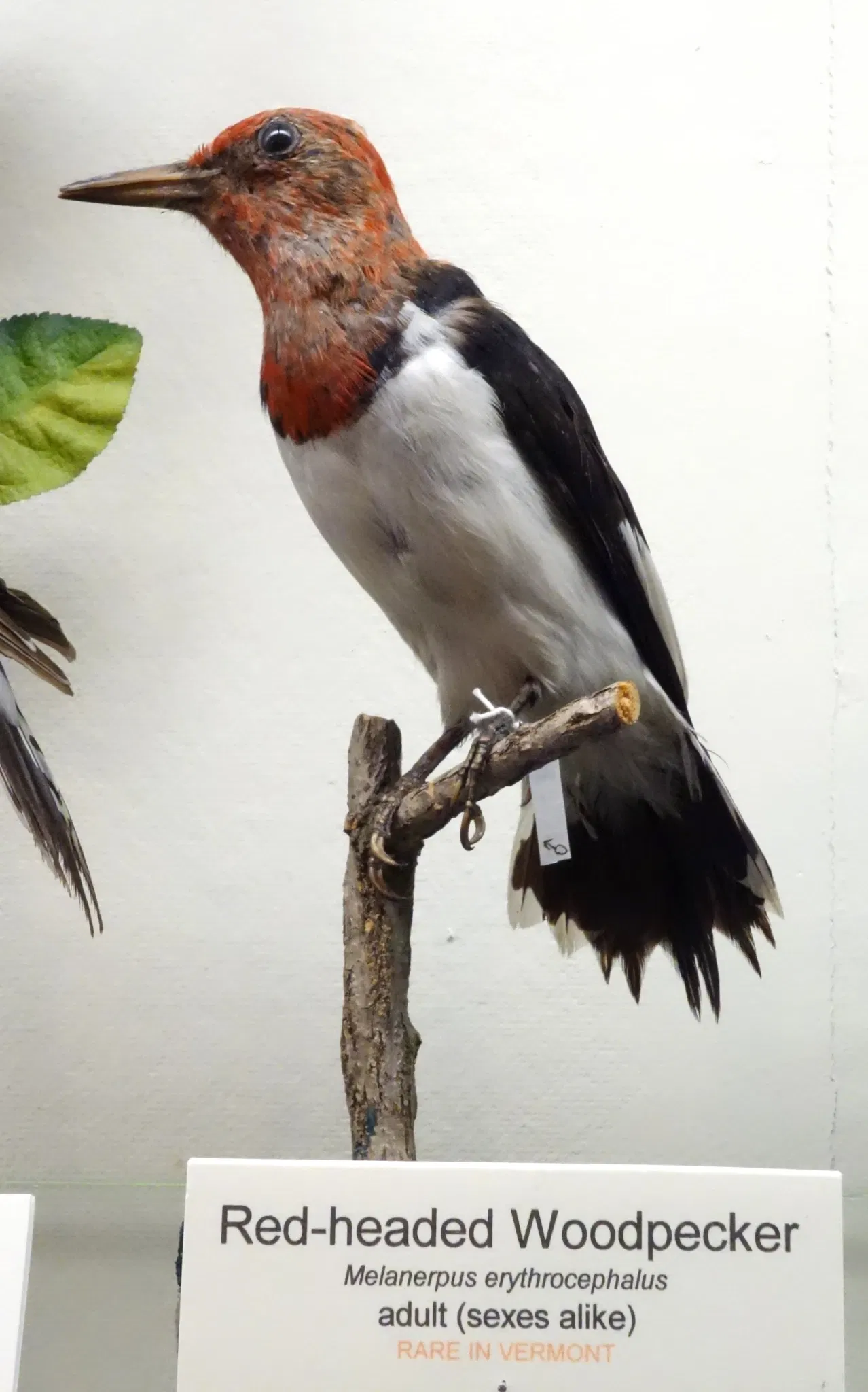 Fairbanks Museum and Planetarium