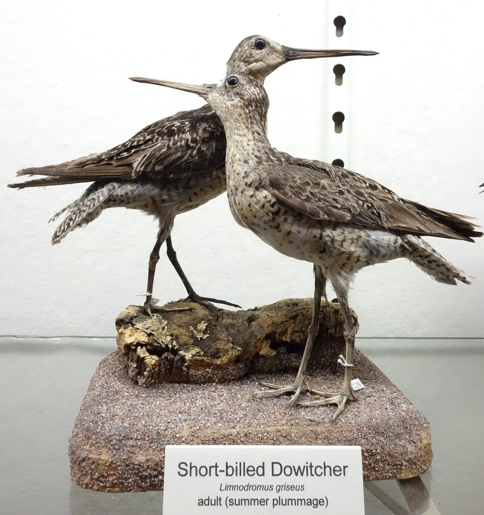 Fairbanks Museum and Planetarium