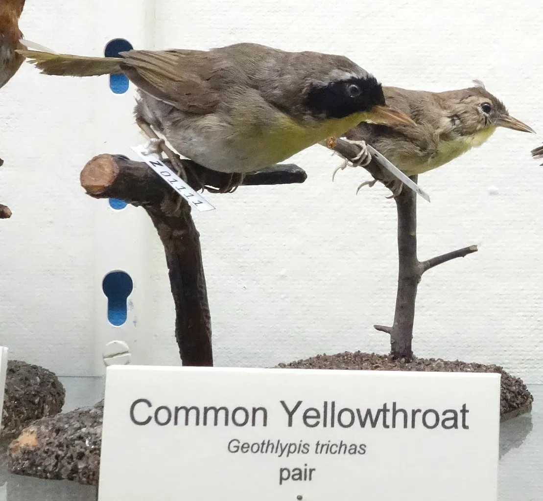 Fairbanks Museum and Planetarium