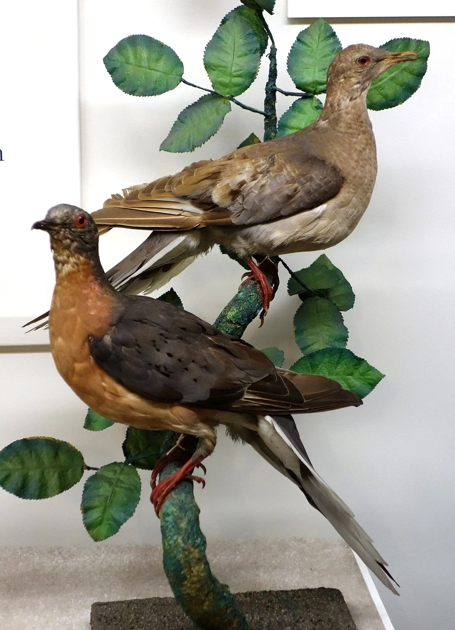 Fairbanks Museum and Planetarium