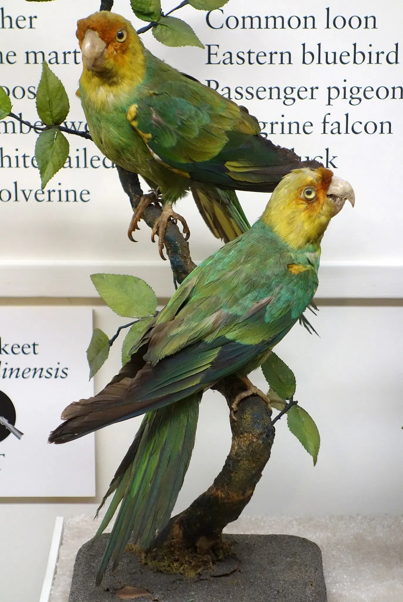 Fairbanks Museum and Planetarium