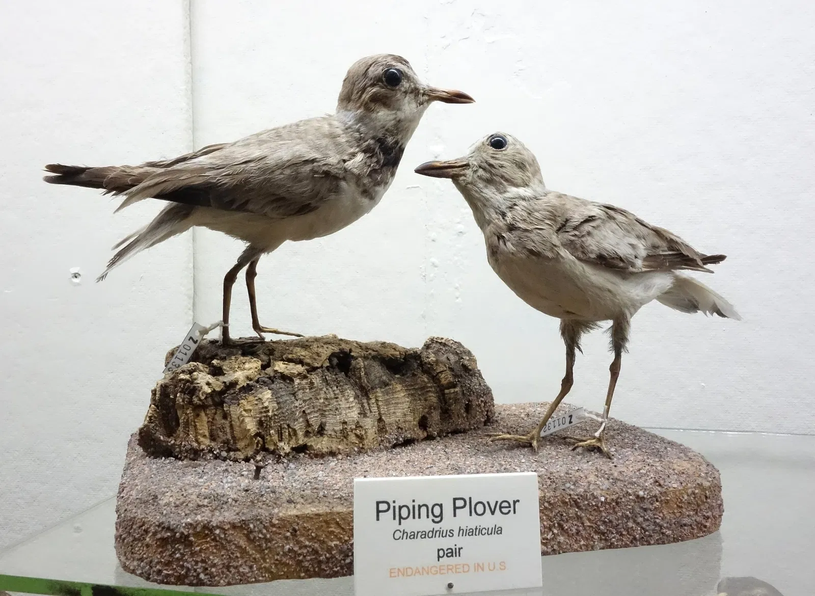 Fairbanks Museum and Planetarium