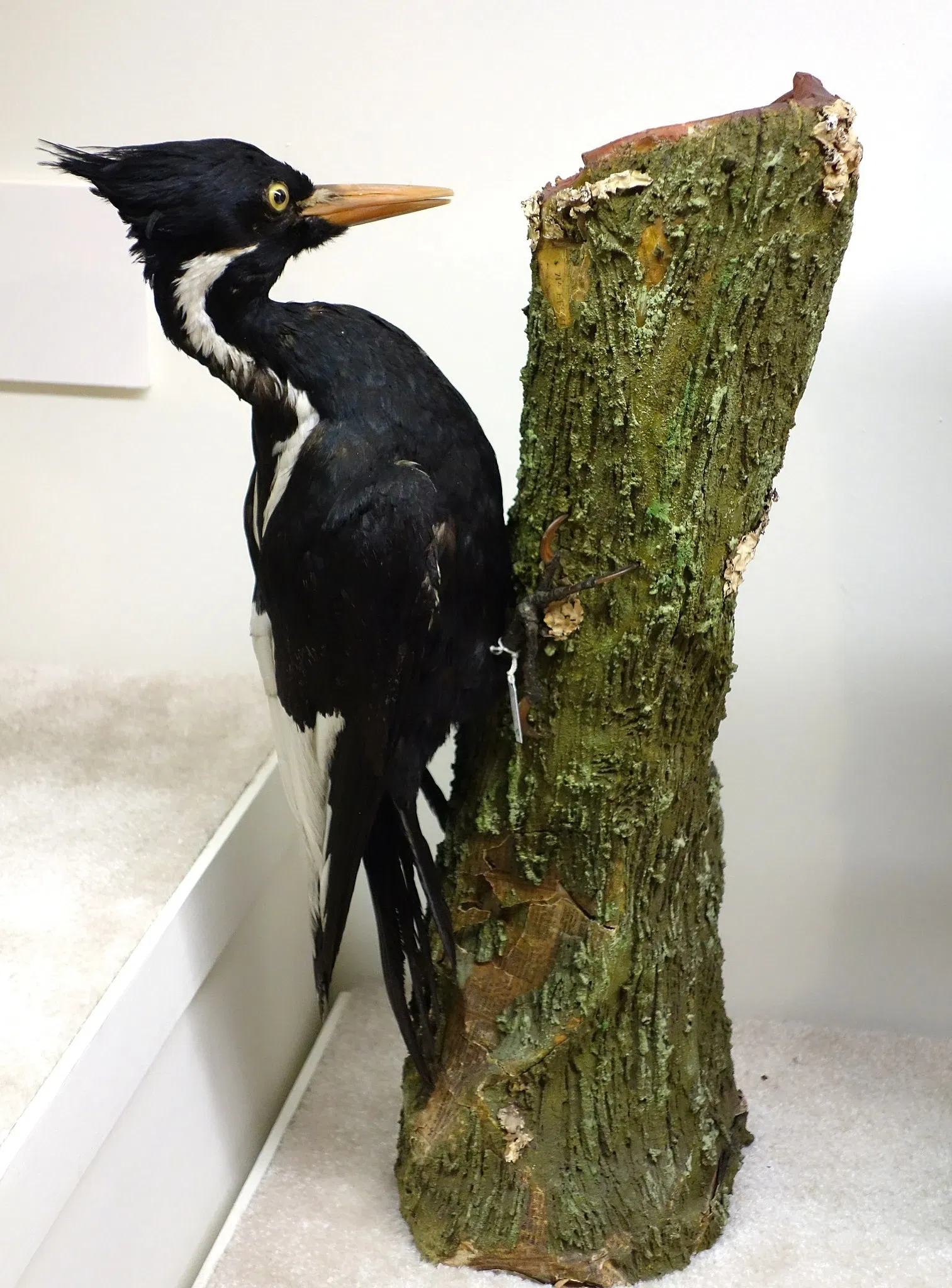 Fairbanks Museum and Planetarium