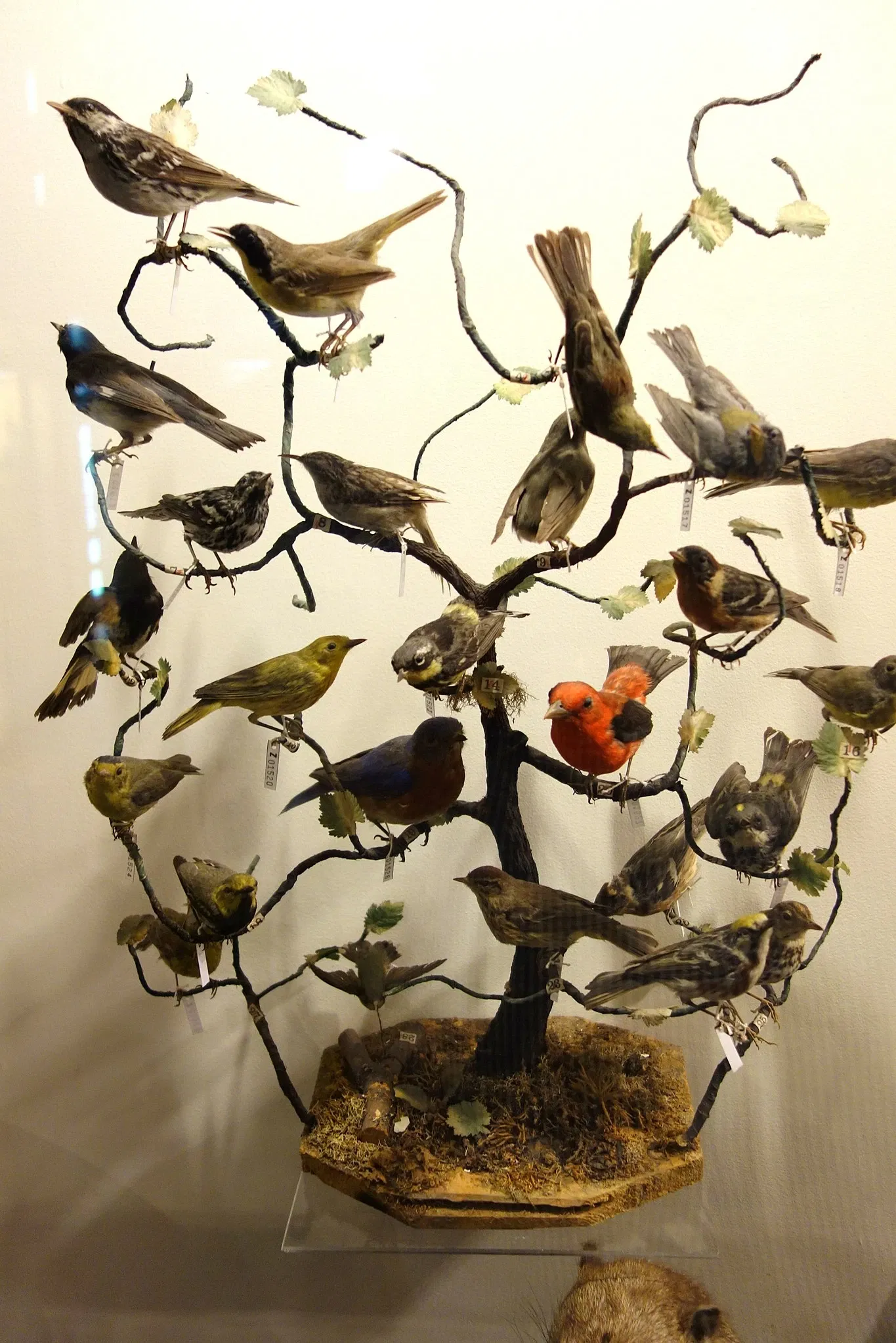 Fairbanks Museum and Planetarium