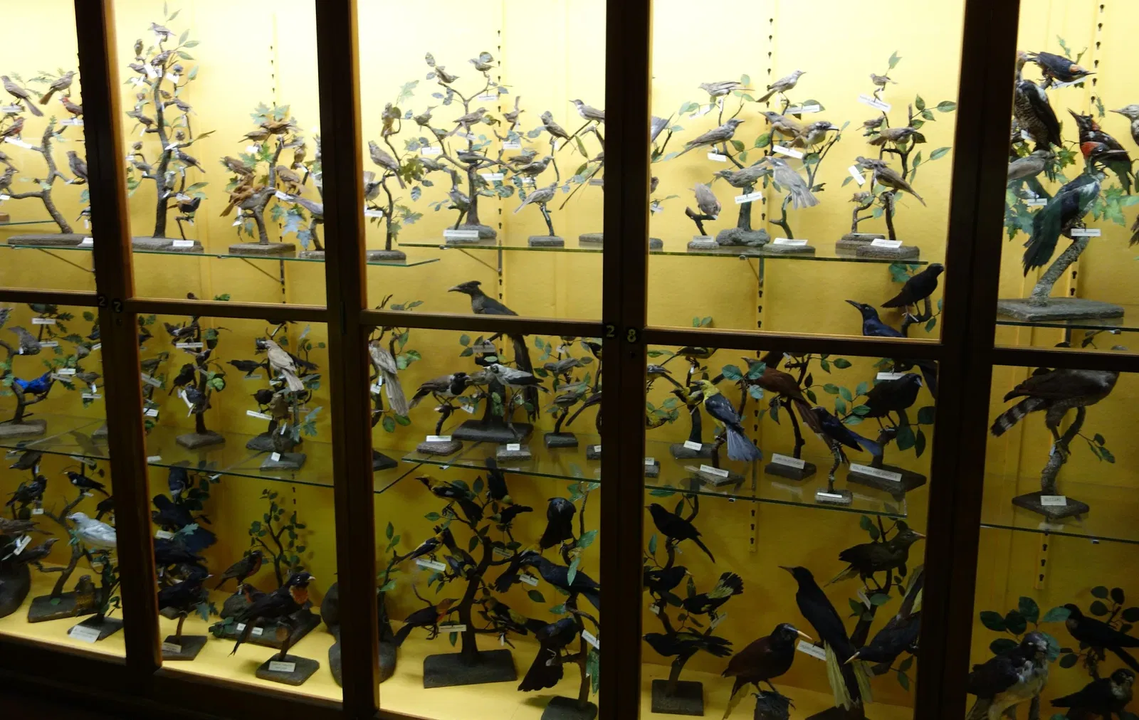 Fairbanks Museum and Planetarium