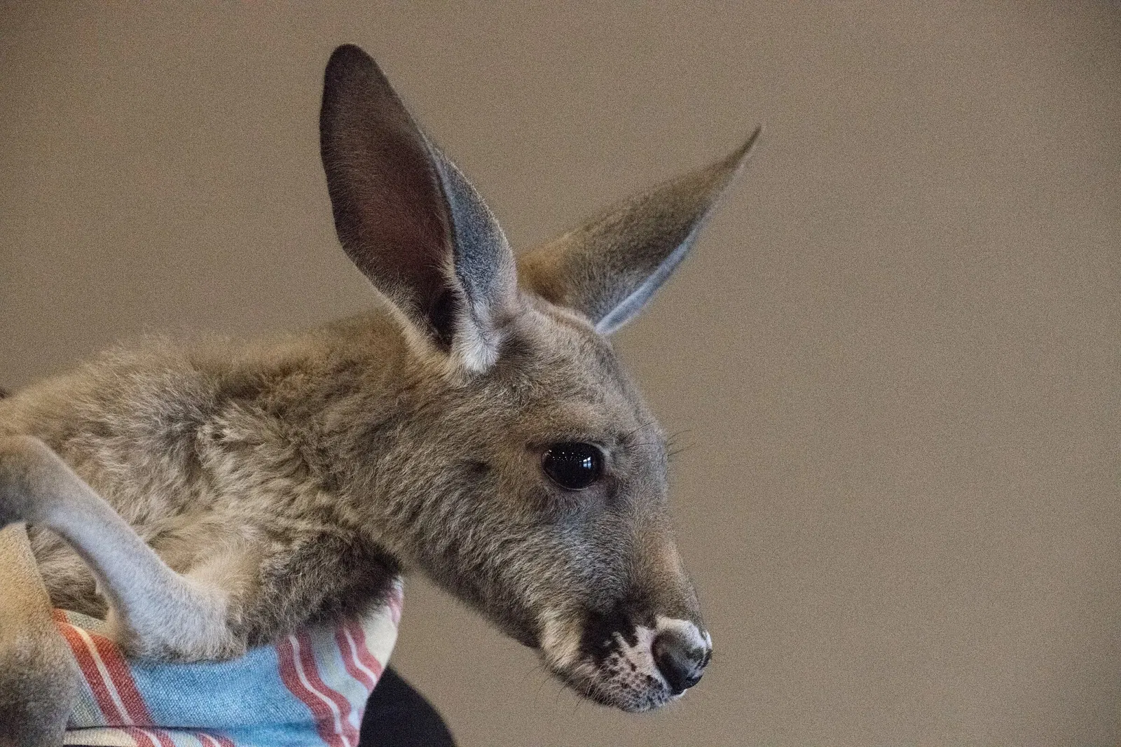 Columbus Zoo and Aquarium