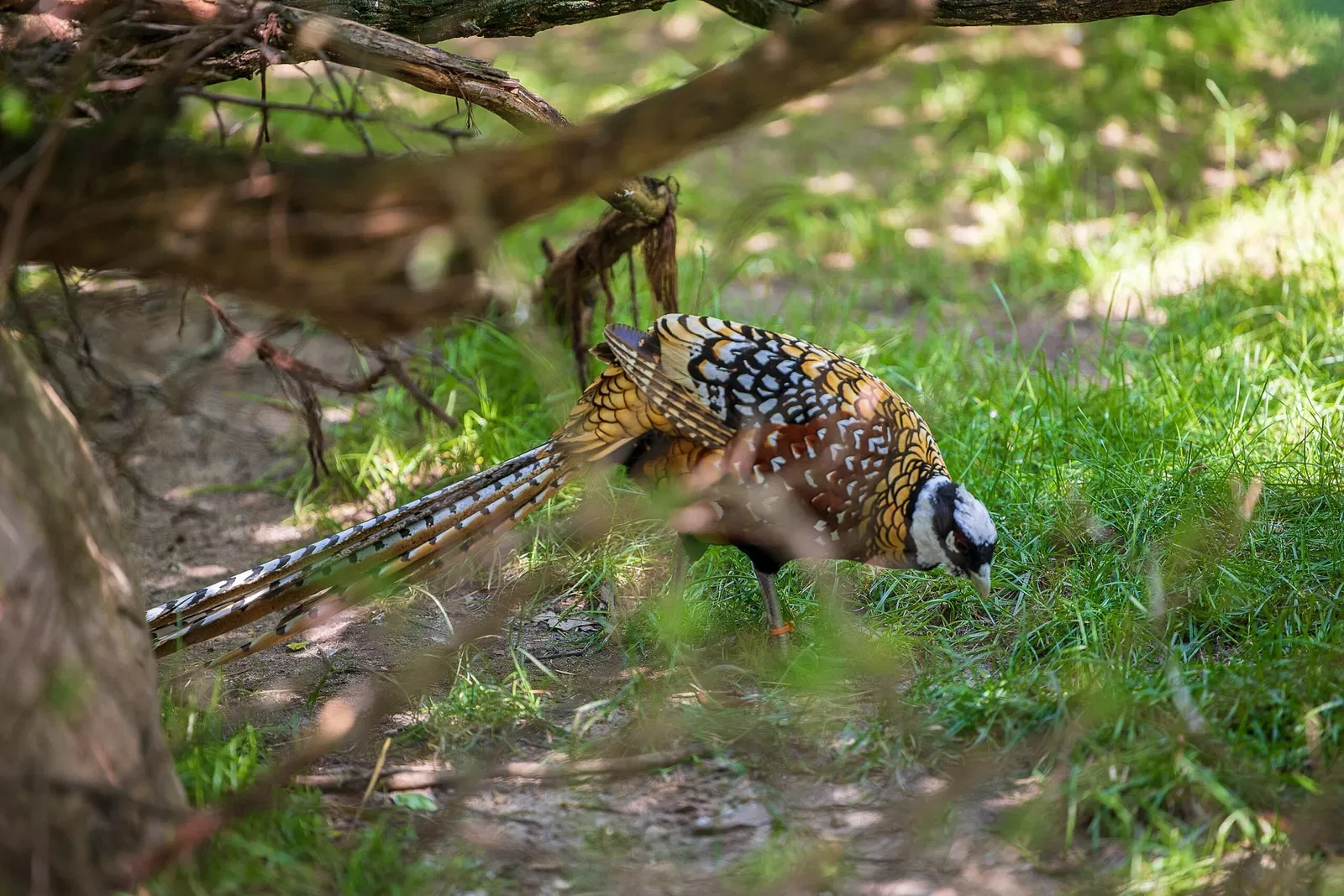 Columbus Zoo and Aquarium