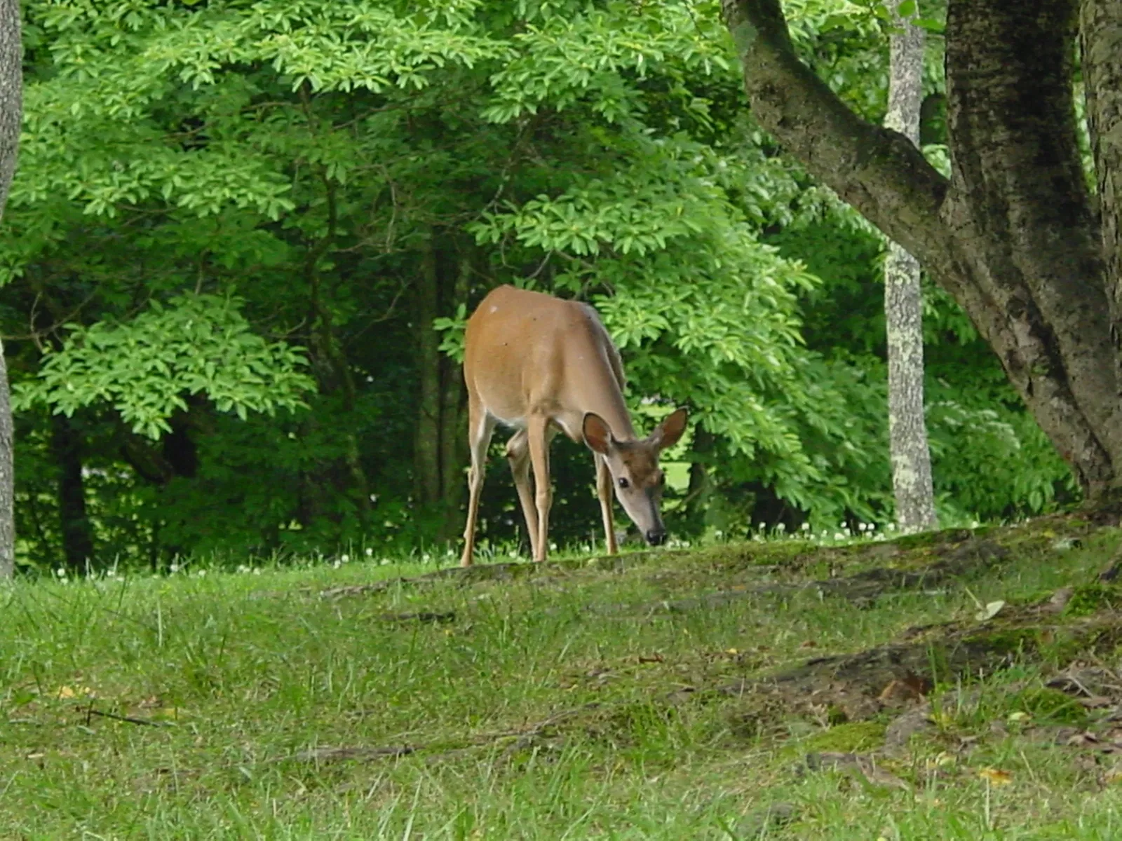 David Crockett State Park