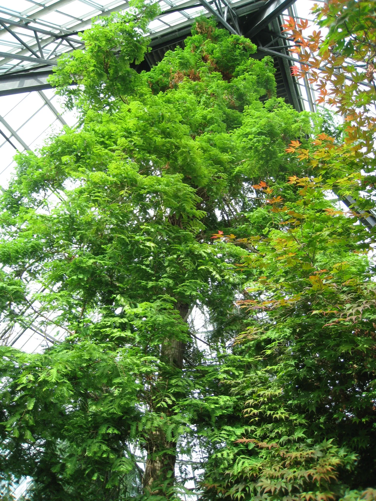 Muttart Conservatory