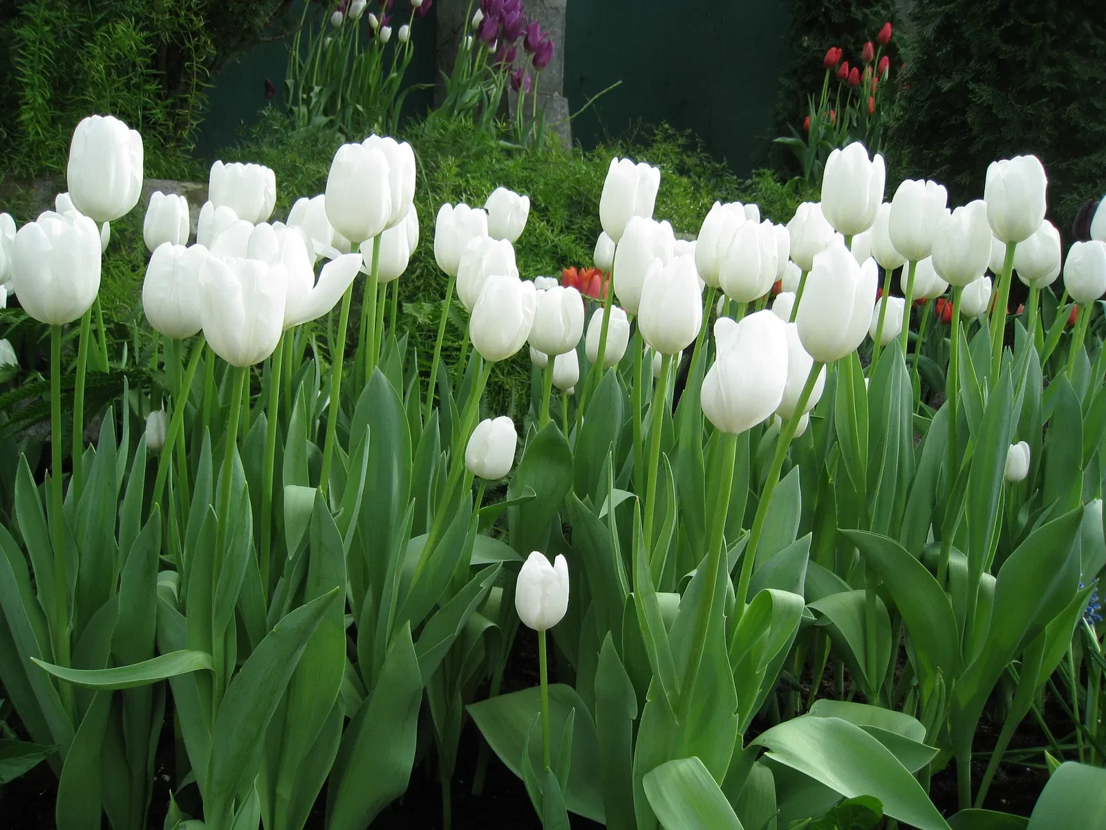 Muttart Conservatory