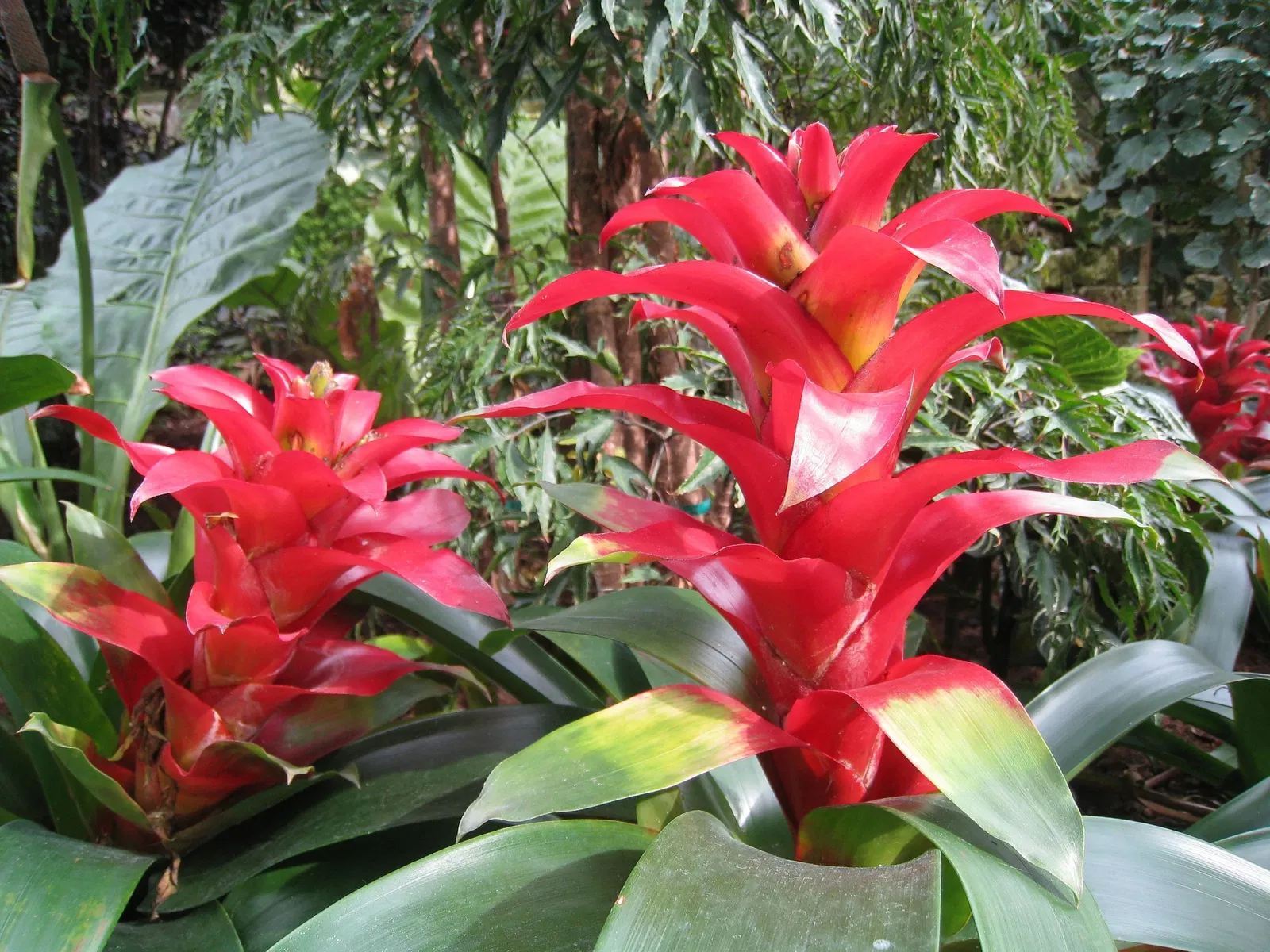 Muttart Conservatory