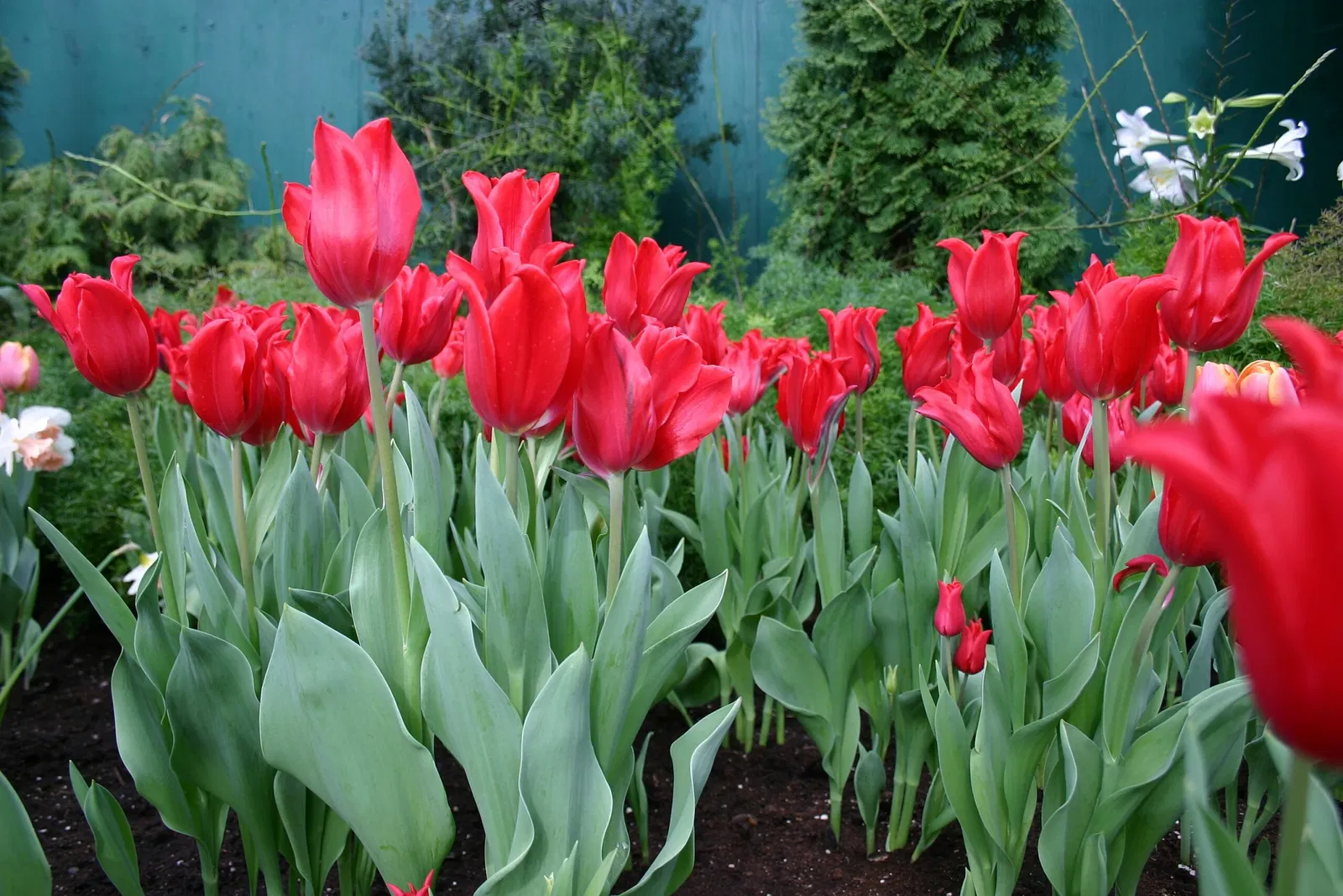 Muttart Conservatory