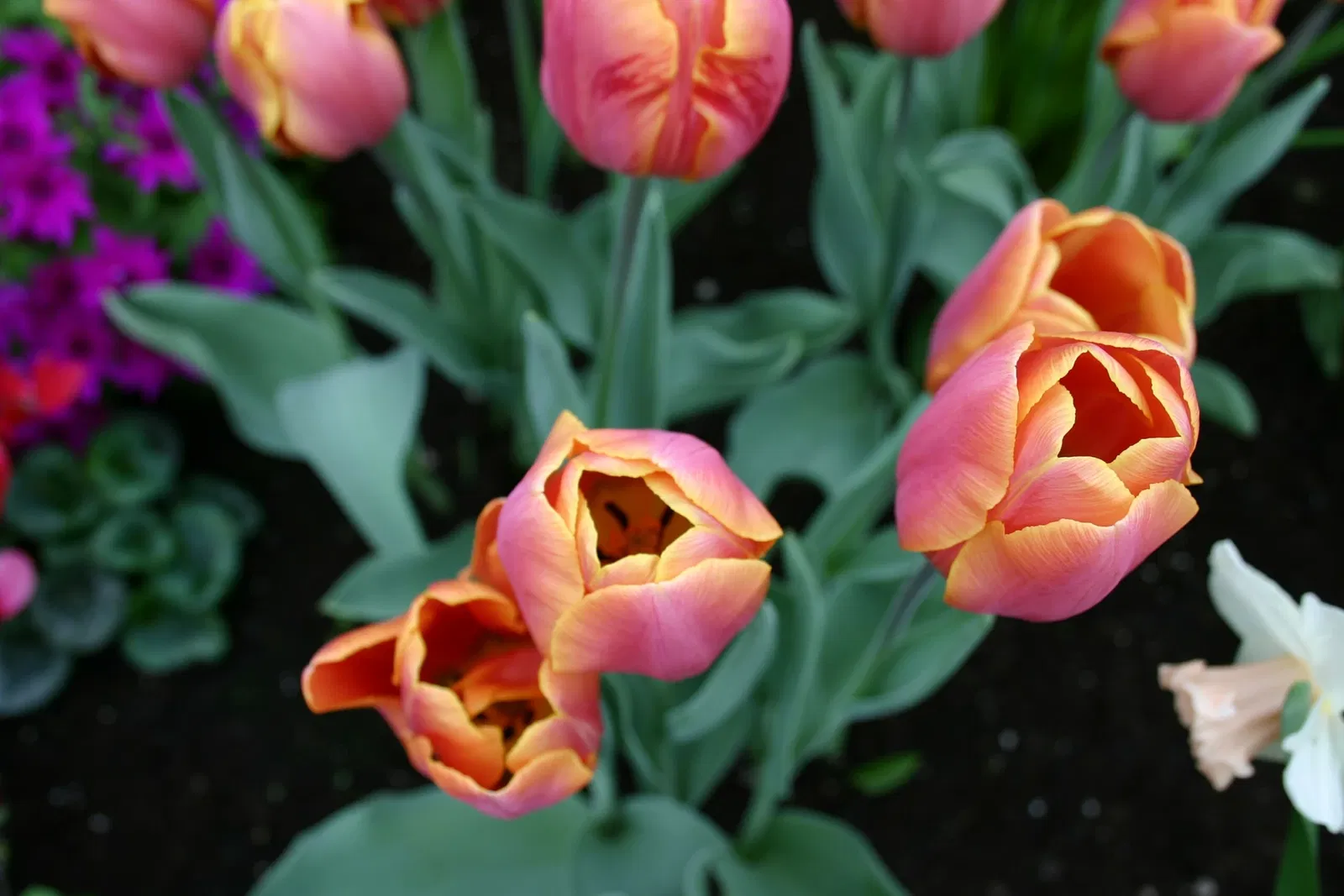 Muttart Conservatory