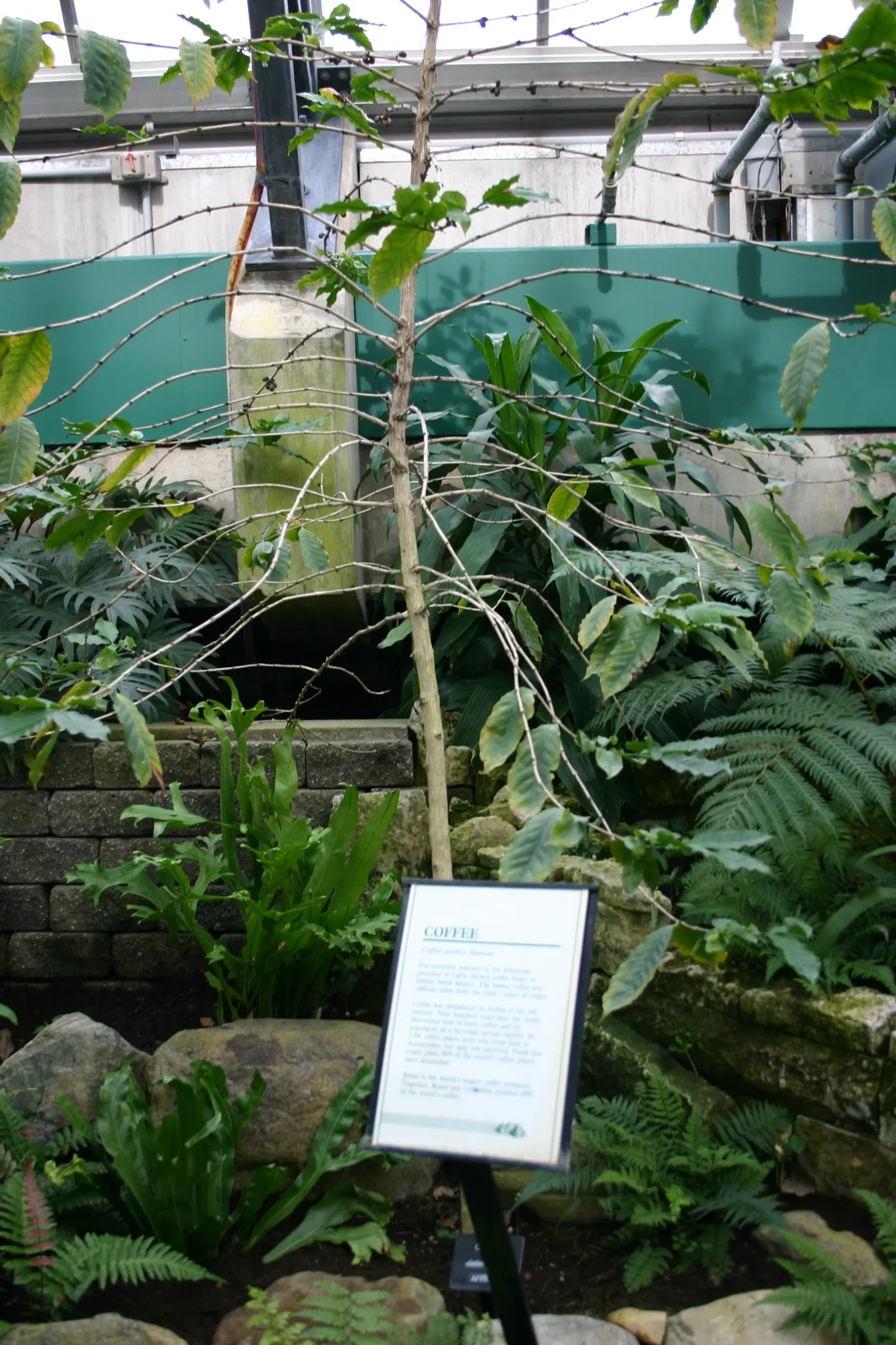 Muttart Conservatory