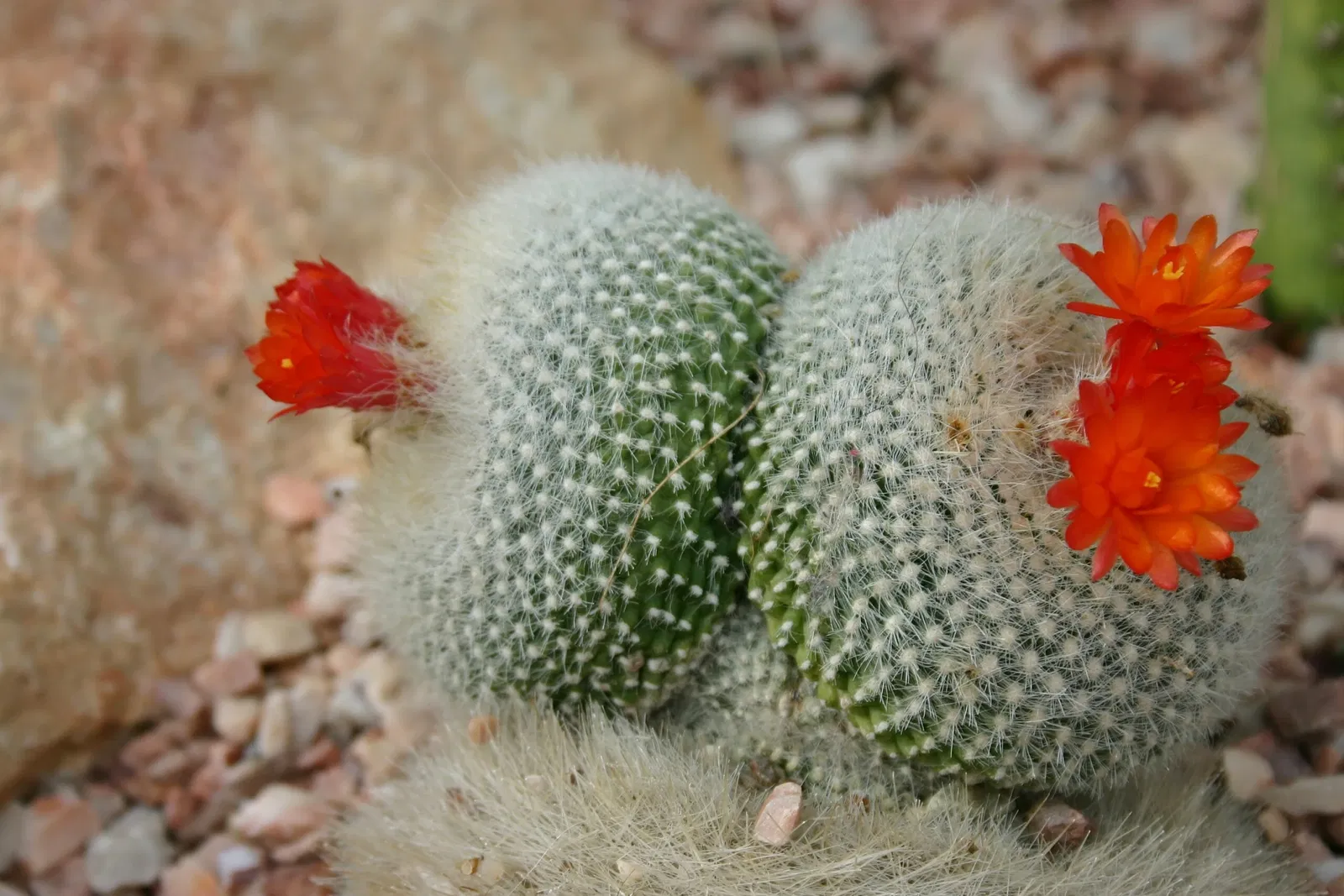 Muttart Conservatory