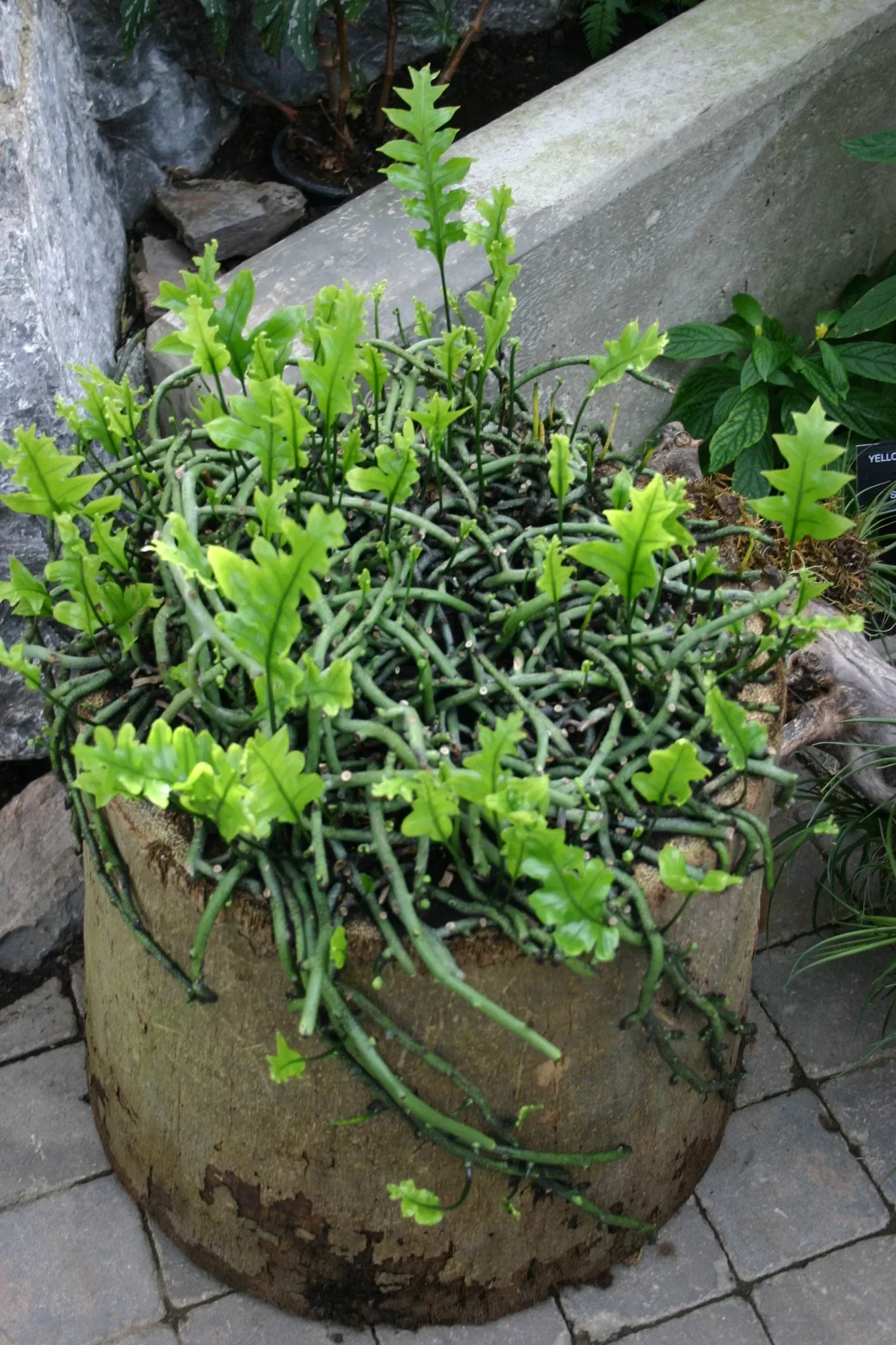 Muttart Conservatory