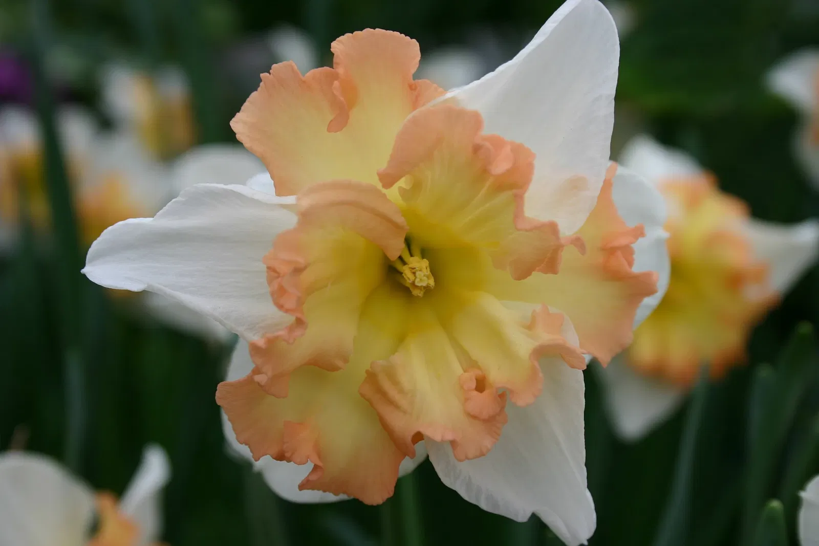 Muttart Conservatory