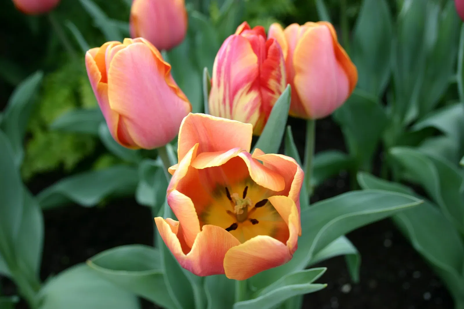 Muttart Conservatory