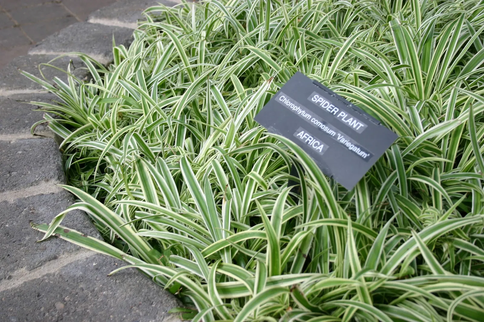 Muttart Conservatory