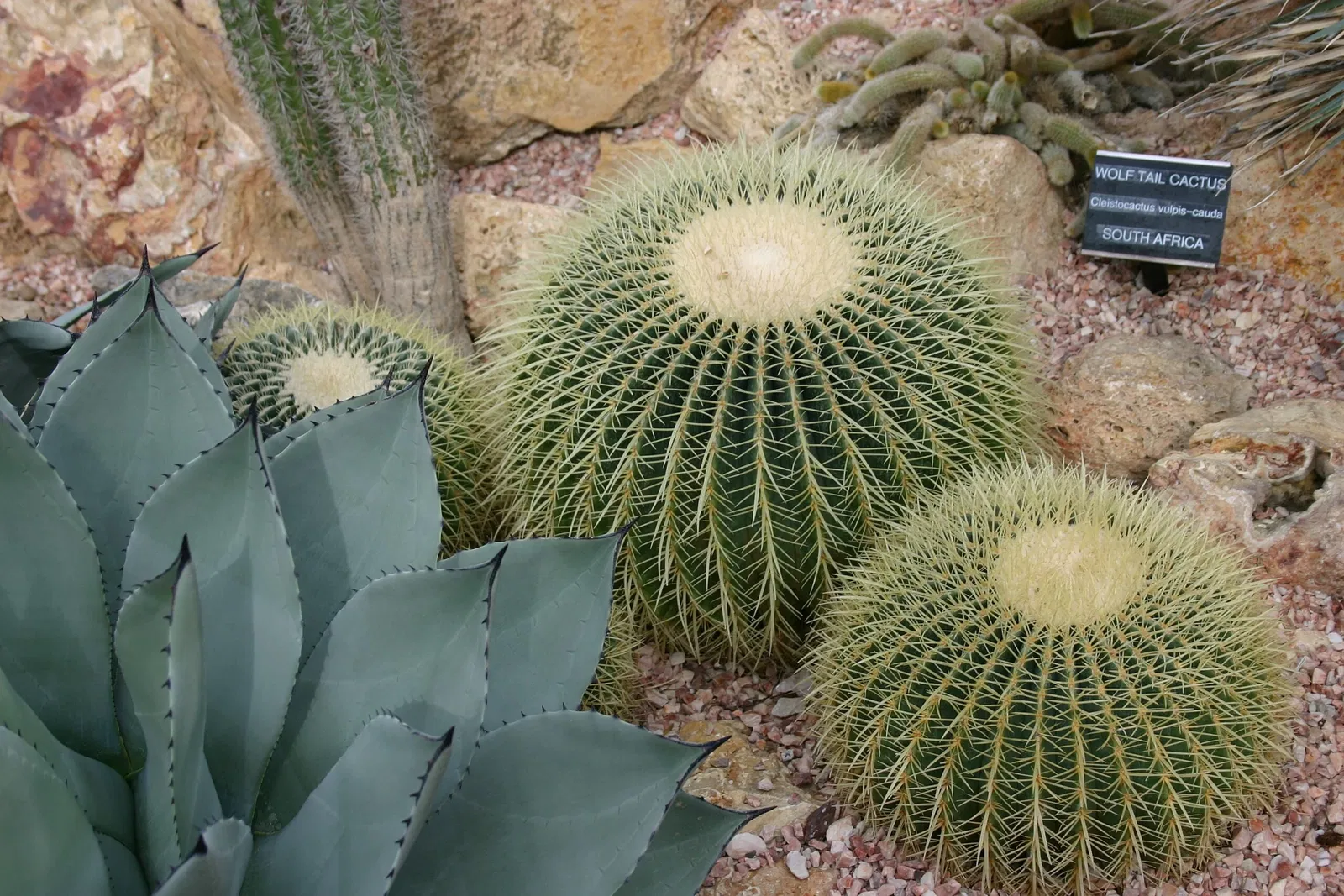 Muttart Conservatory