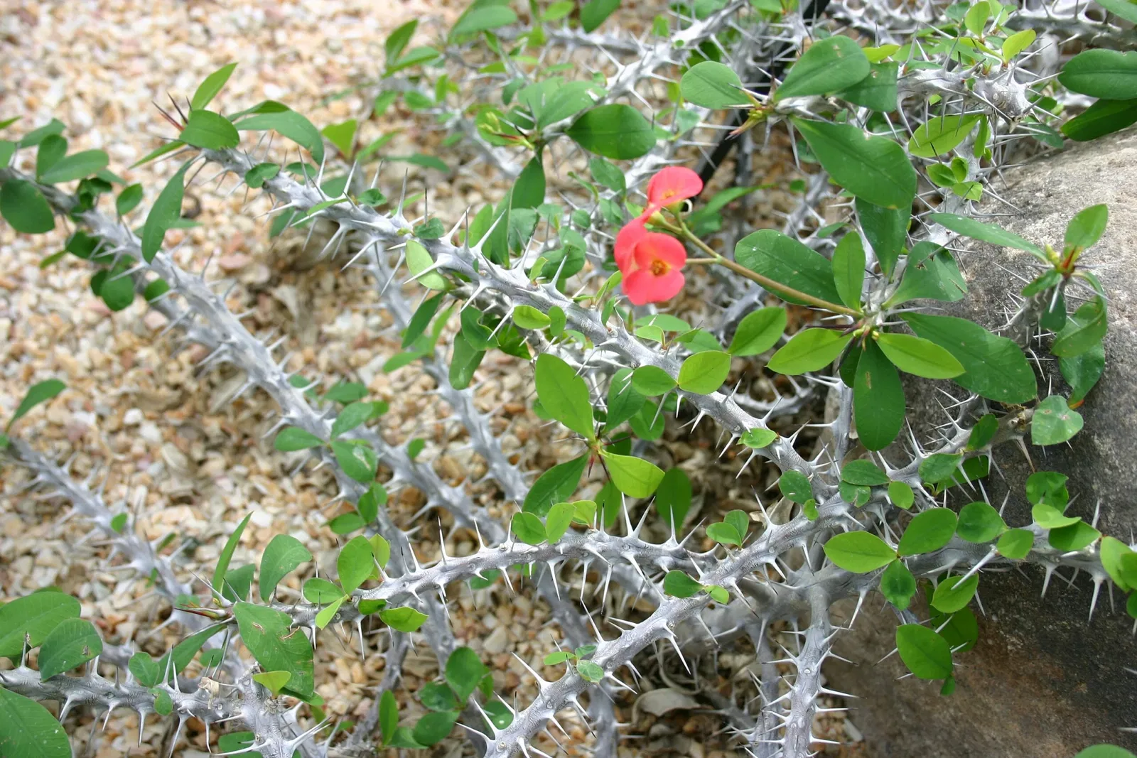 Muttart Conservatory
