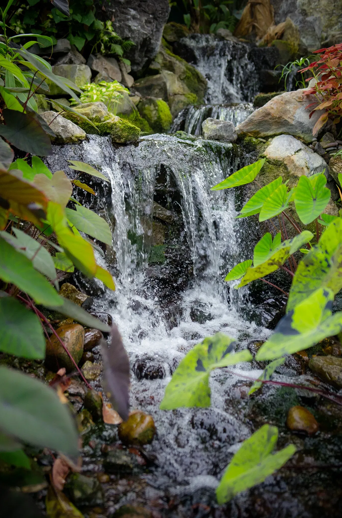 Muttart Conservatory