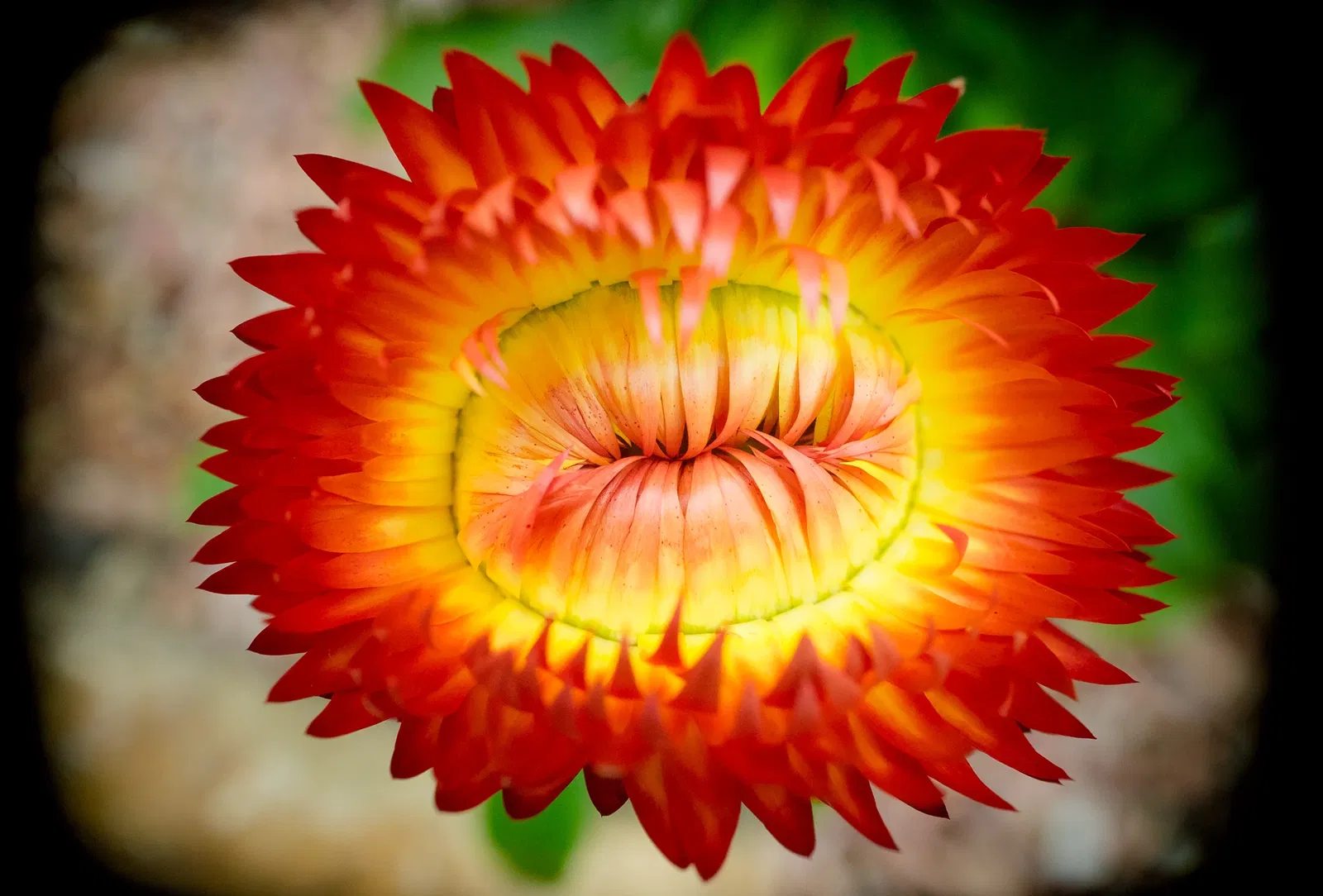 Muttart Conservatory