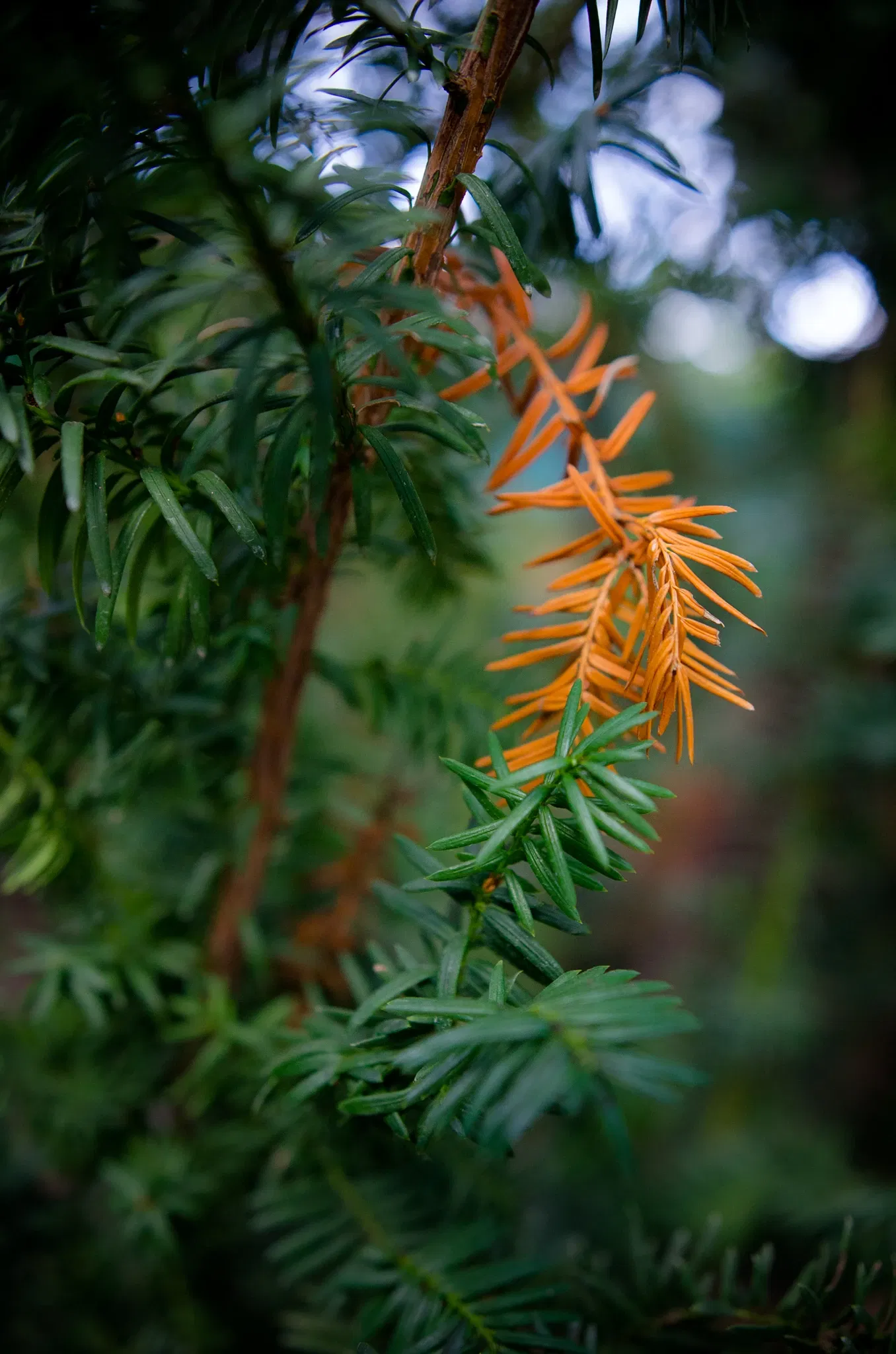 Muttart Conservatory