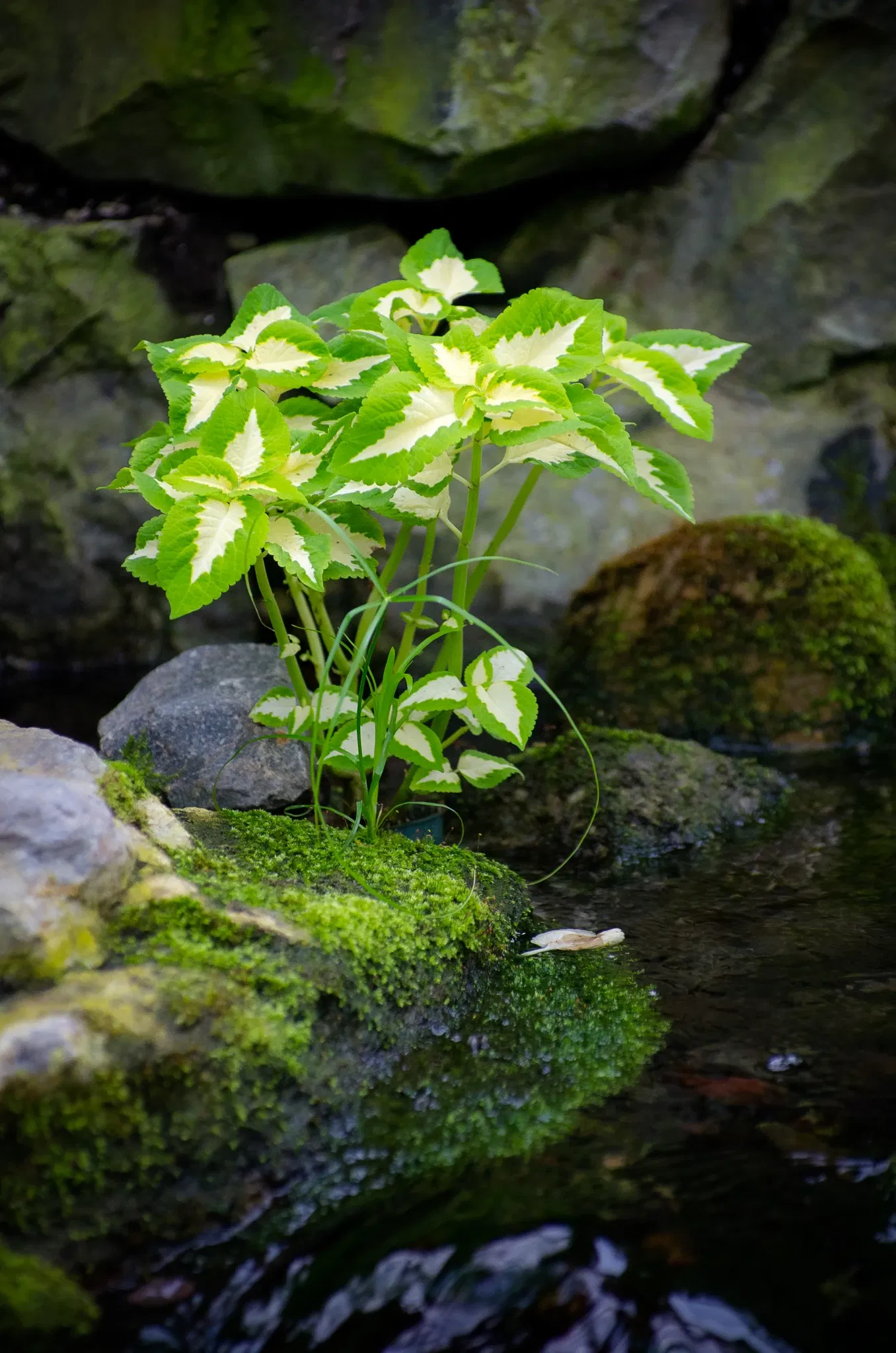 Muttart Conservatory