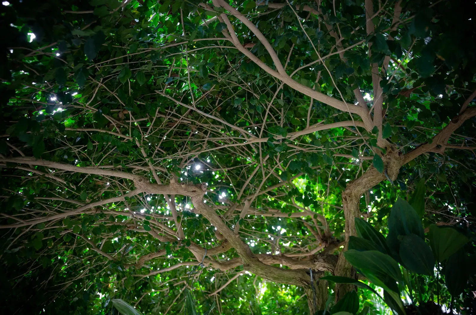 Muttart Conservatory