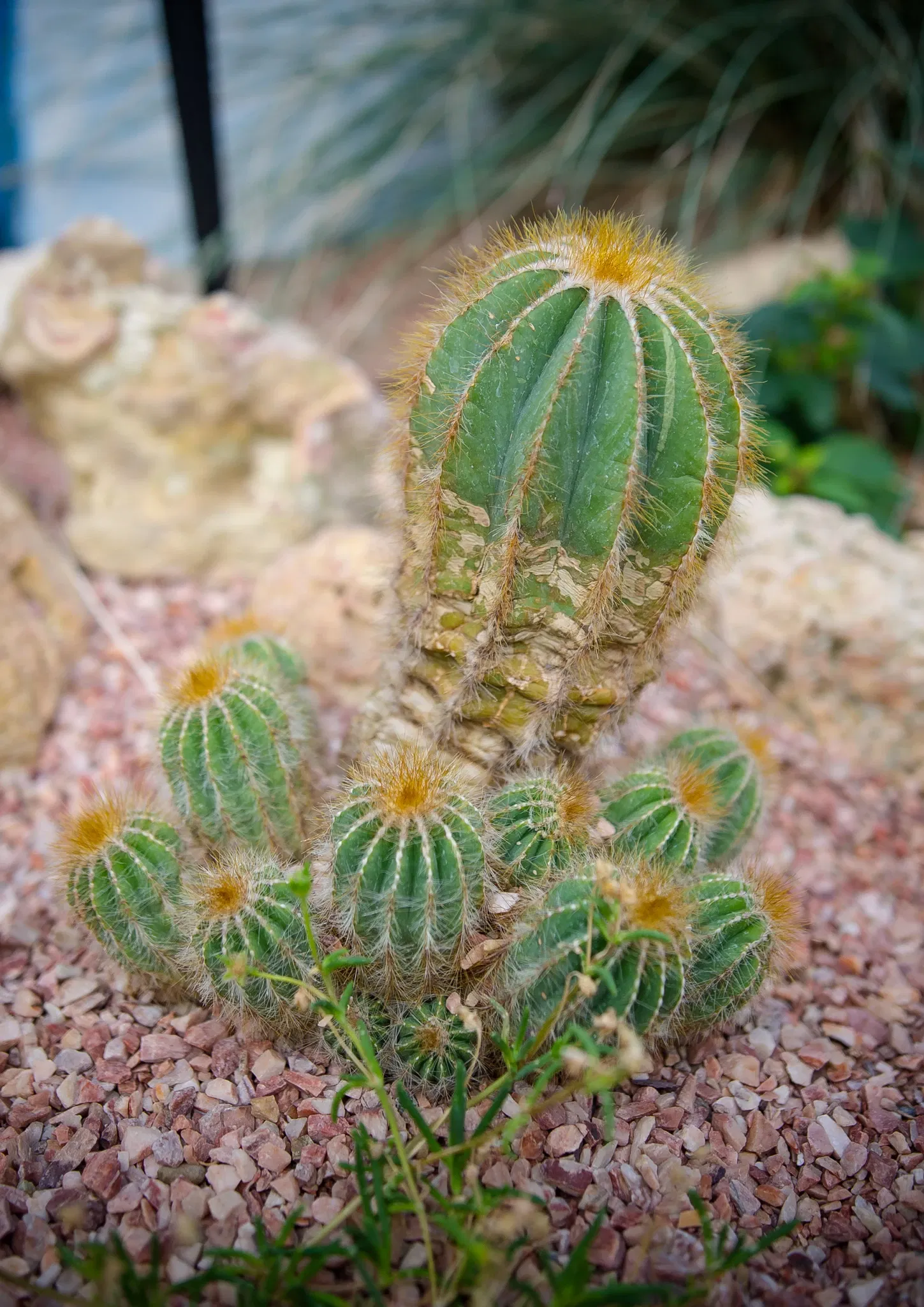 Muttart Conservatory