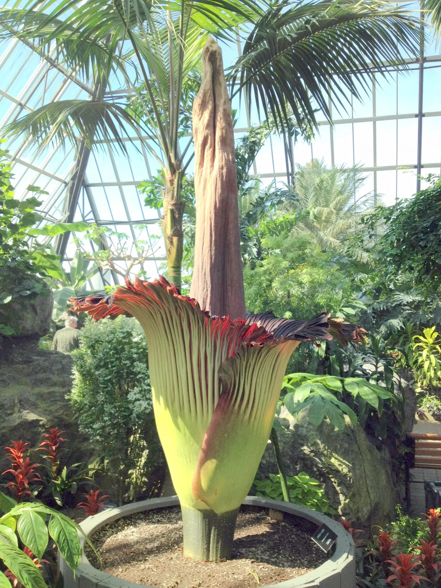 Muttart Conservatory