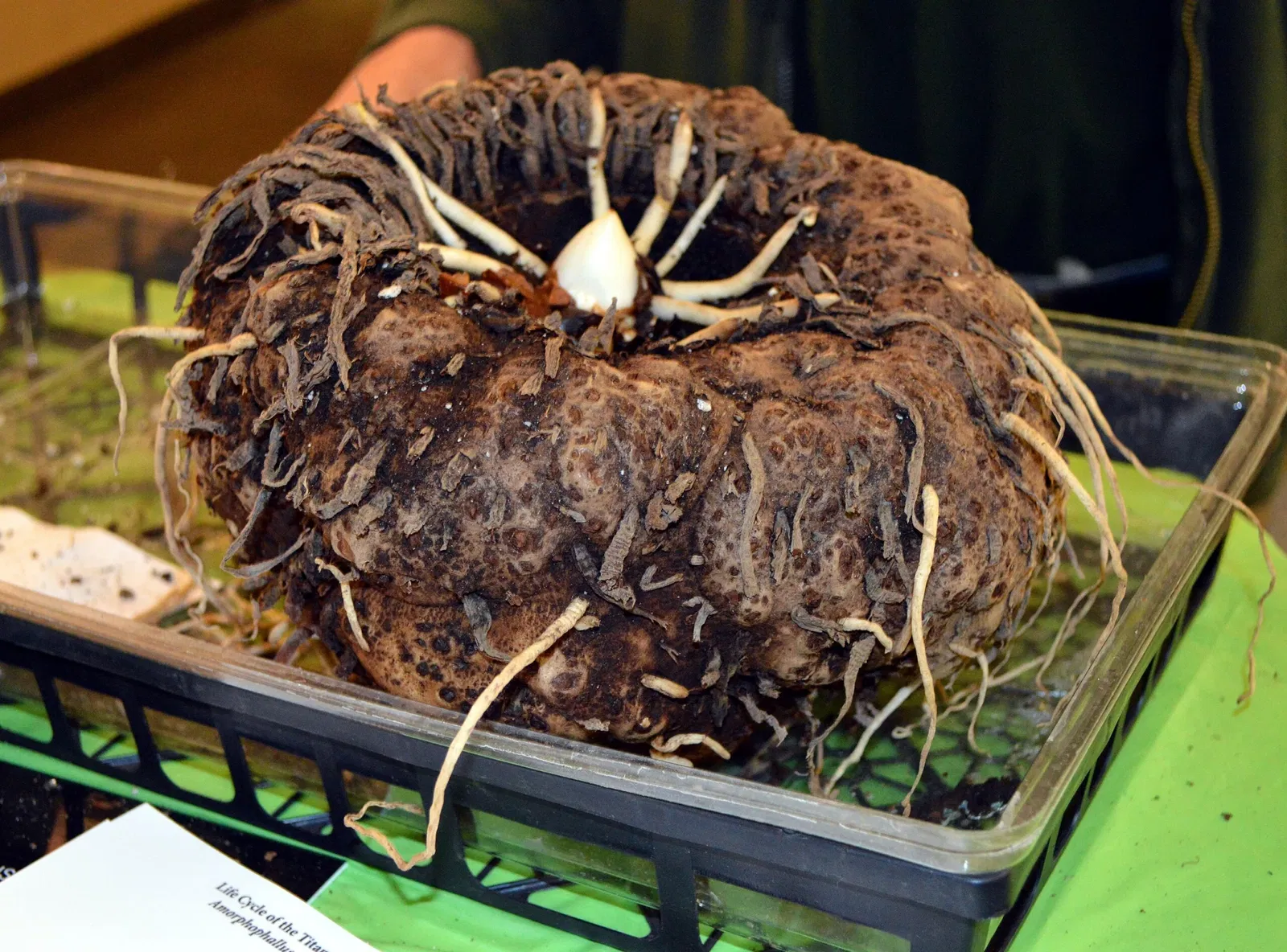 Muttart Conservatory