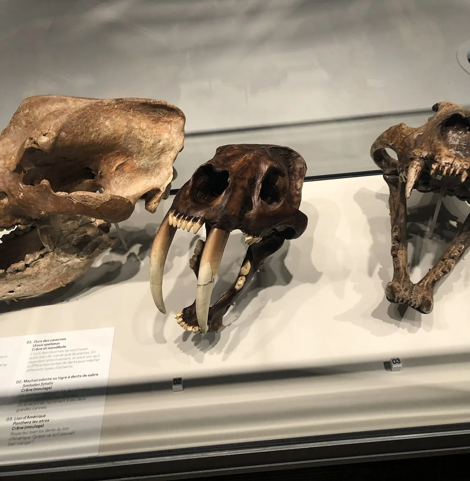 Royal Alberta Museum