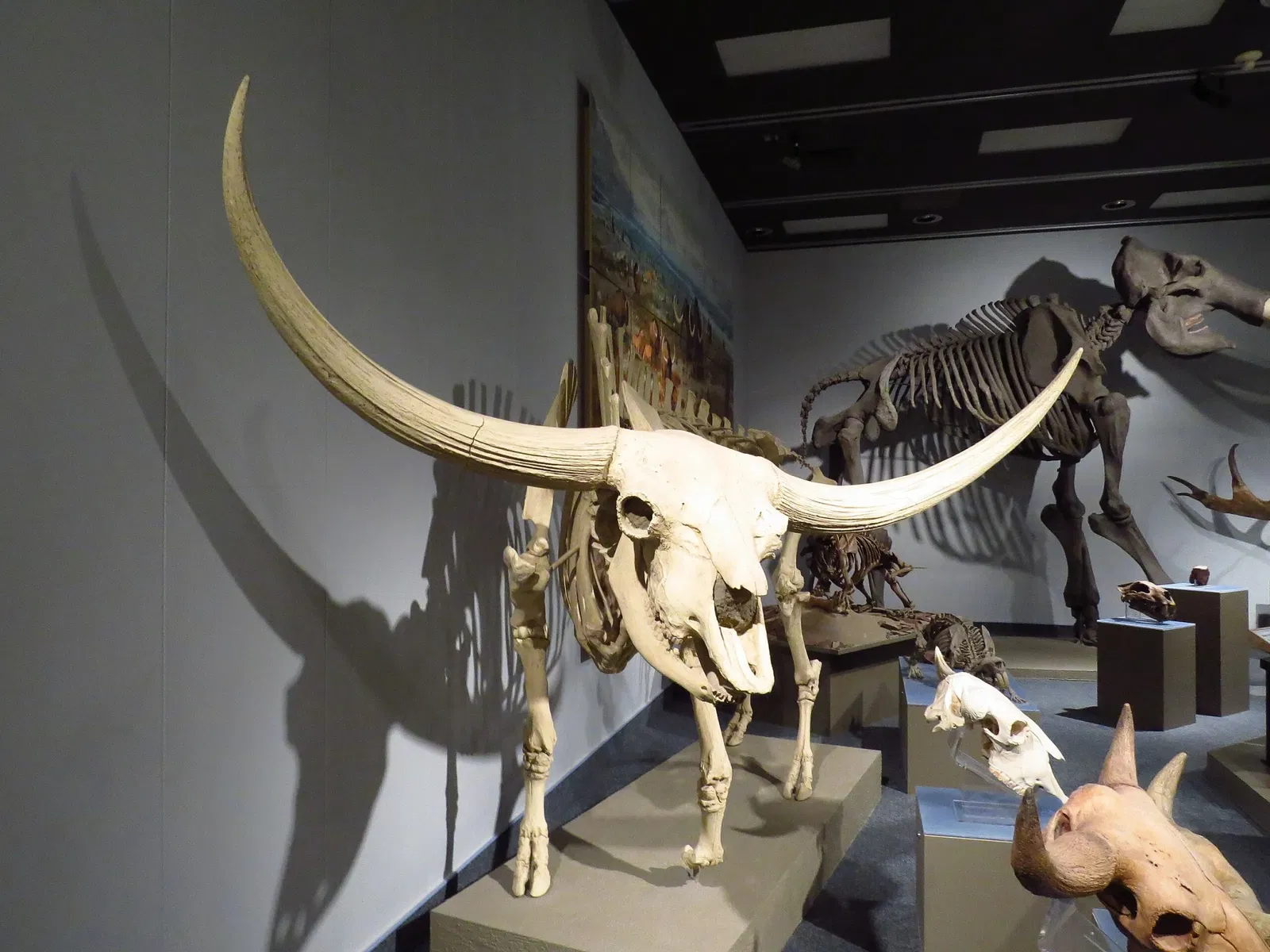 Royal Alberta Museum