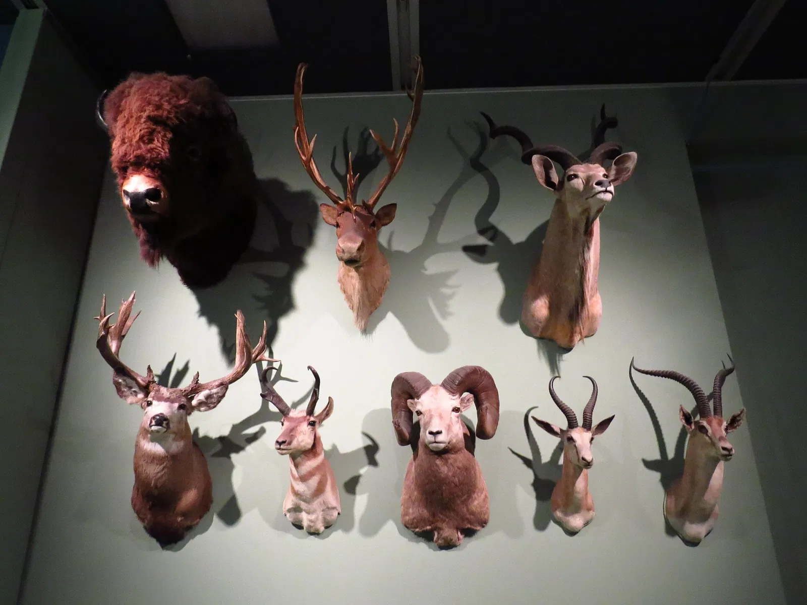 Royal Alberta Museum