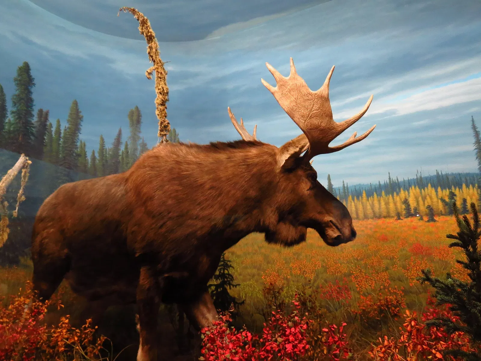 Musée royal de l'Alberta