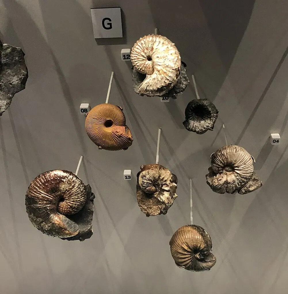 Royal Alberta Museum