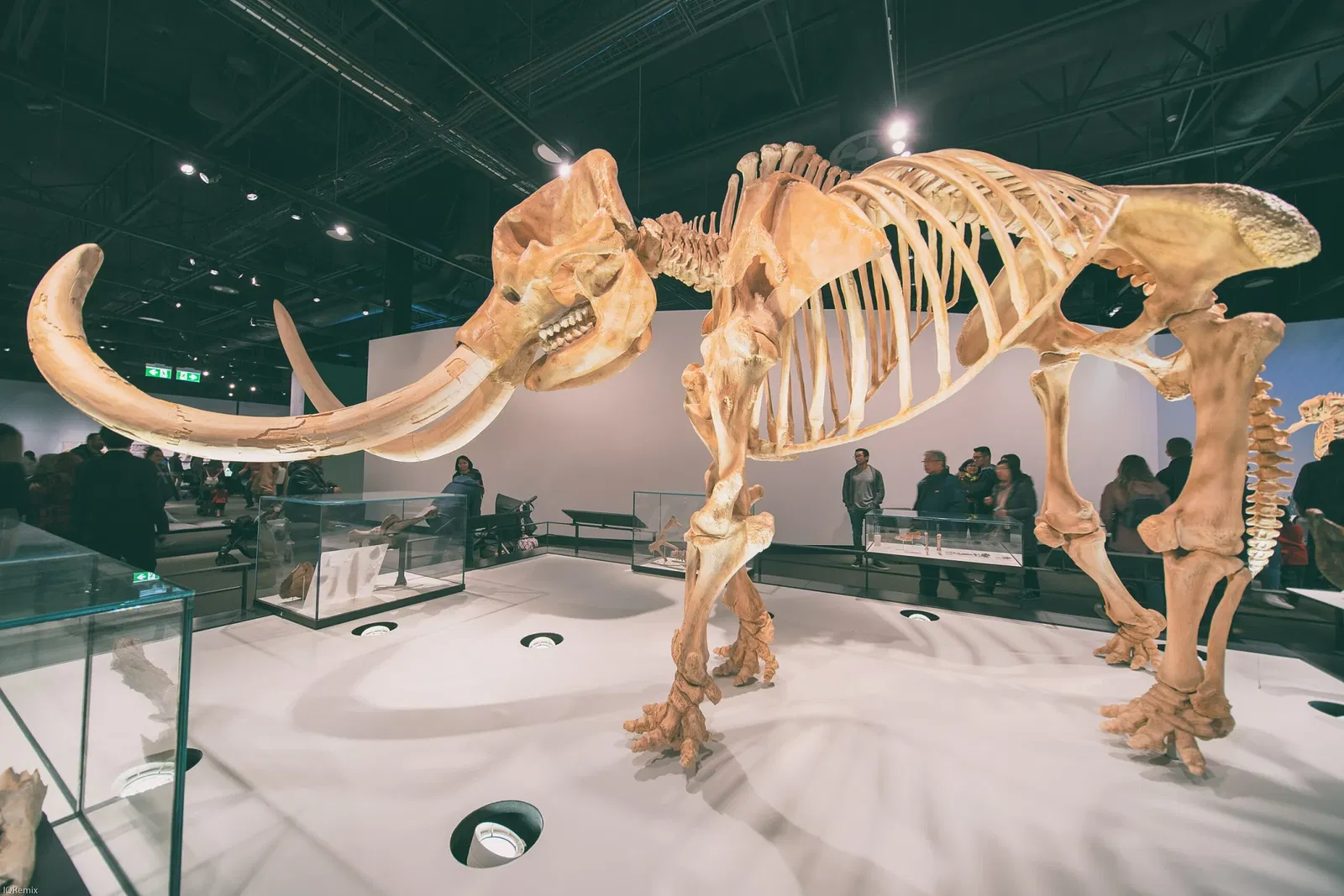 Royal Alberta Museum