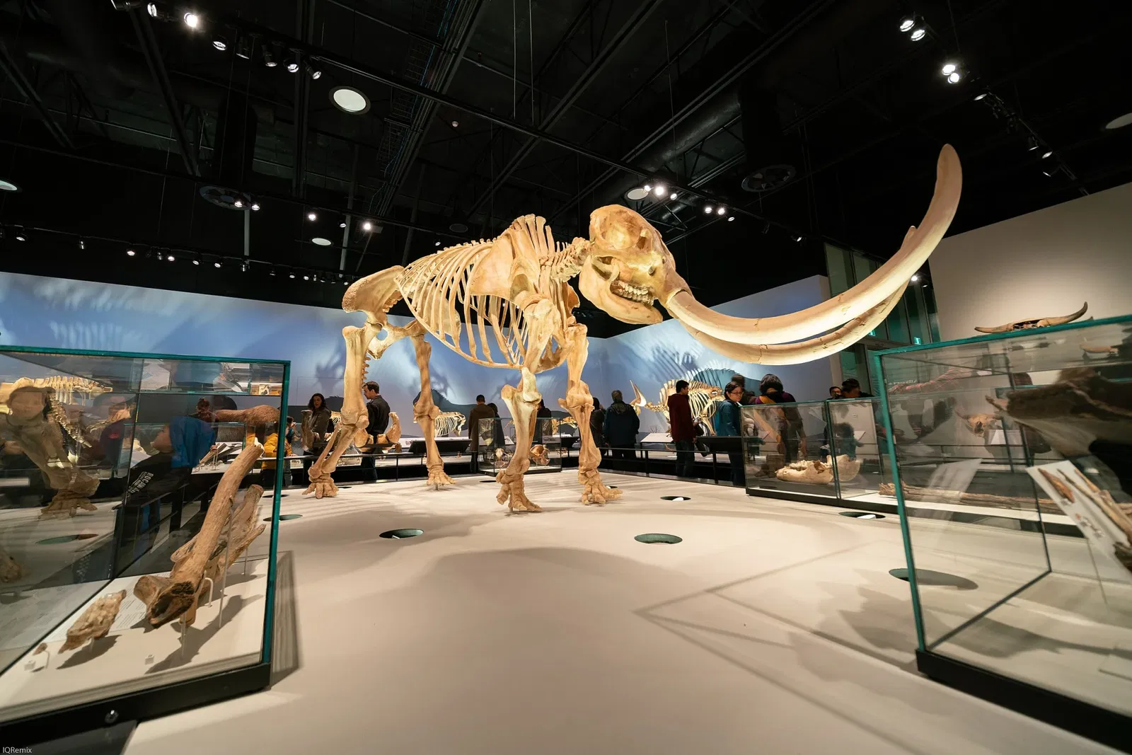 Musée royal de l'Alberta