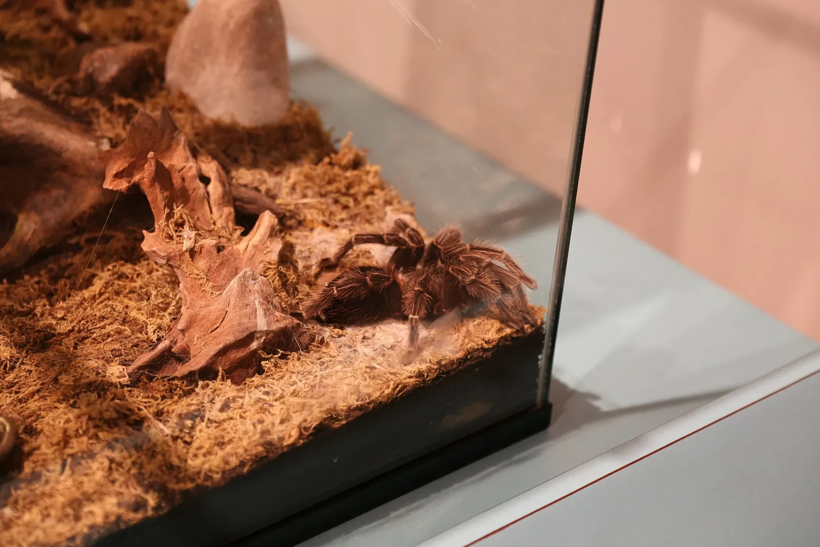 Royal Alberta Museum