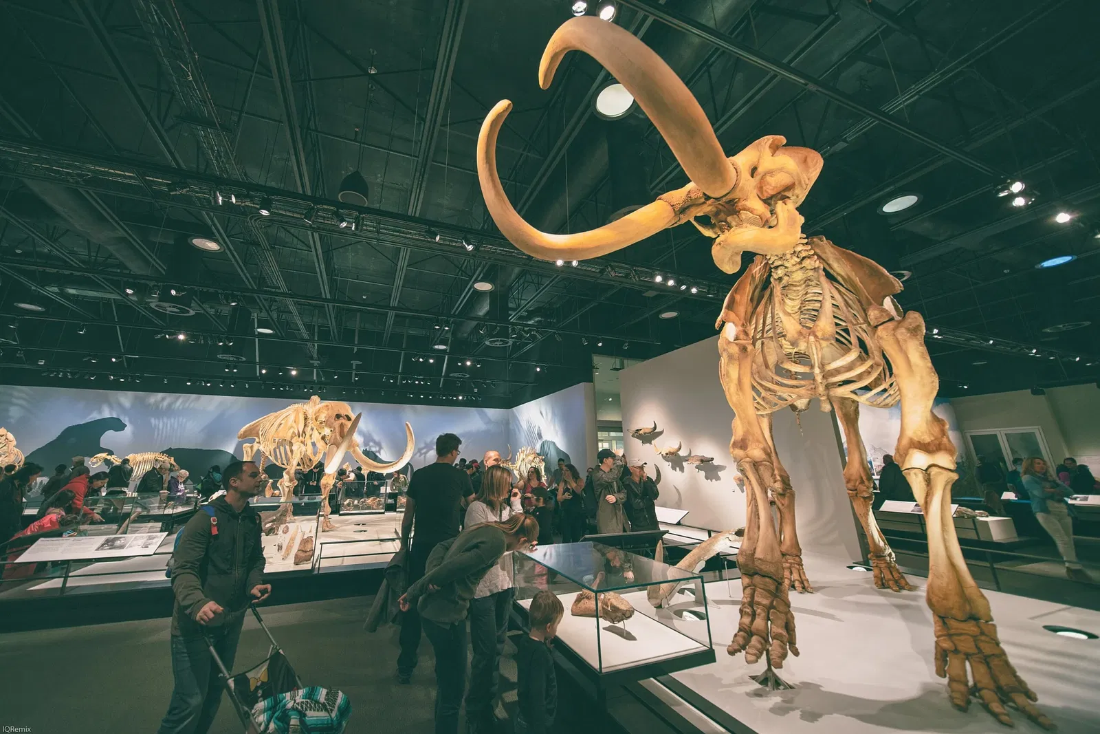 Musée royal de l'Alberta